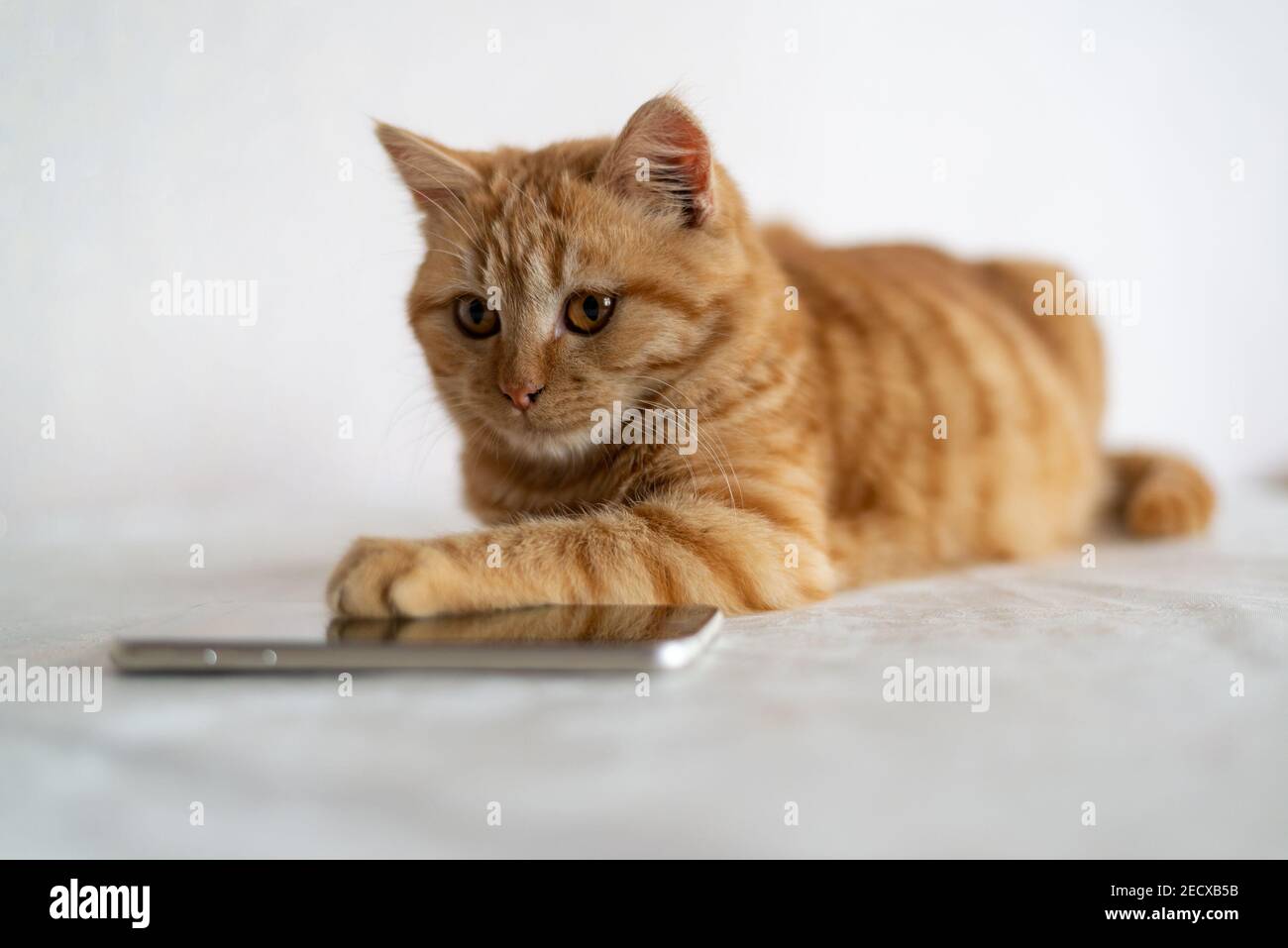 Un chaton au gingembre se trouve à côté d'un téléphone portable Banque D'Images