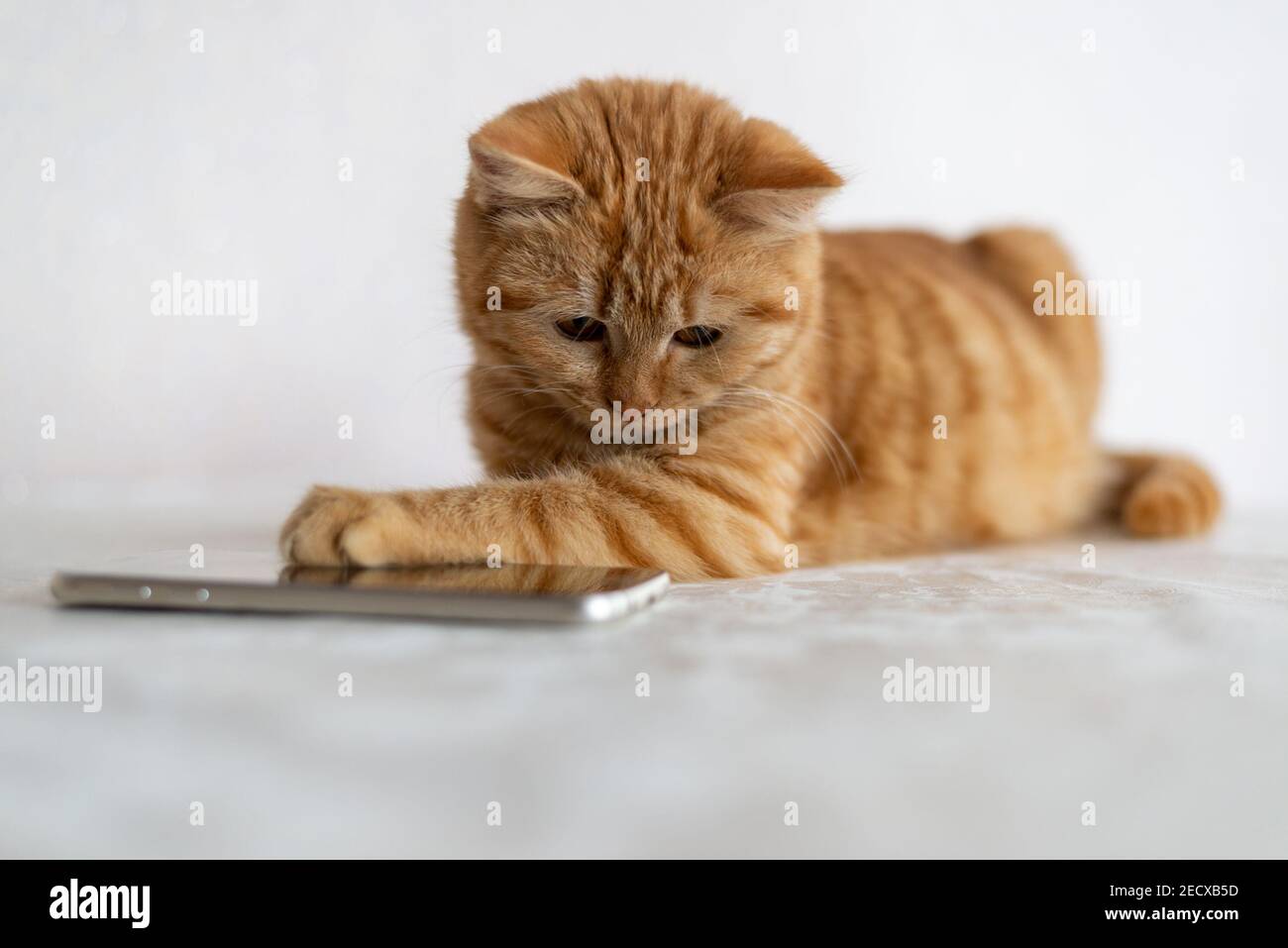 Un chaton au gingembre se trouve à côté d'un téléphone portable Banque D'Images