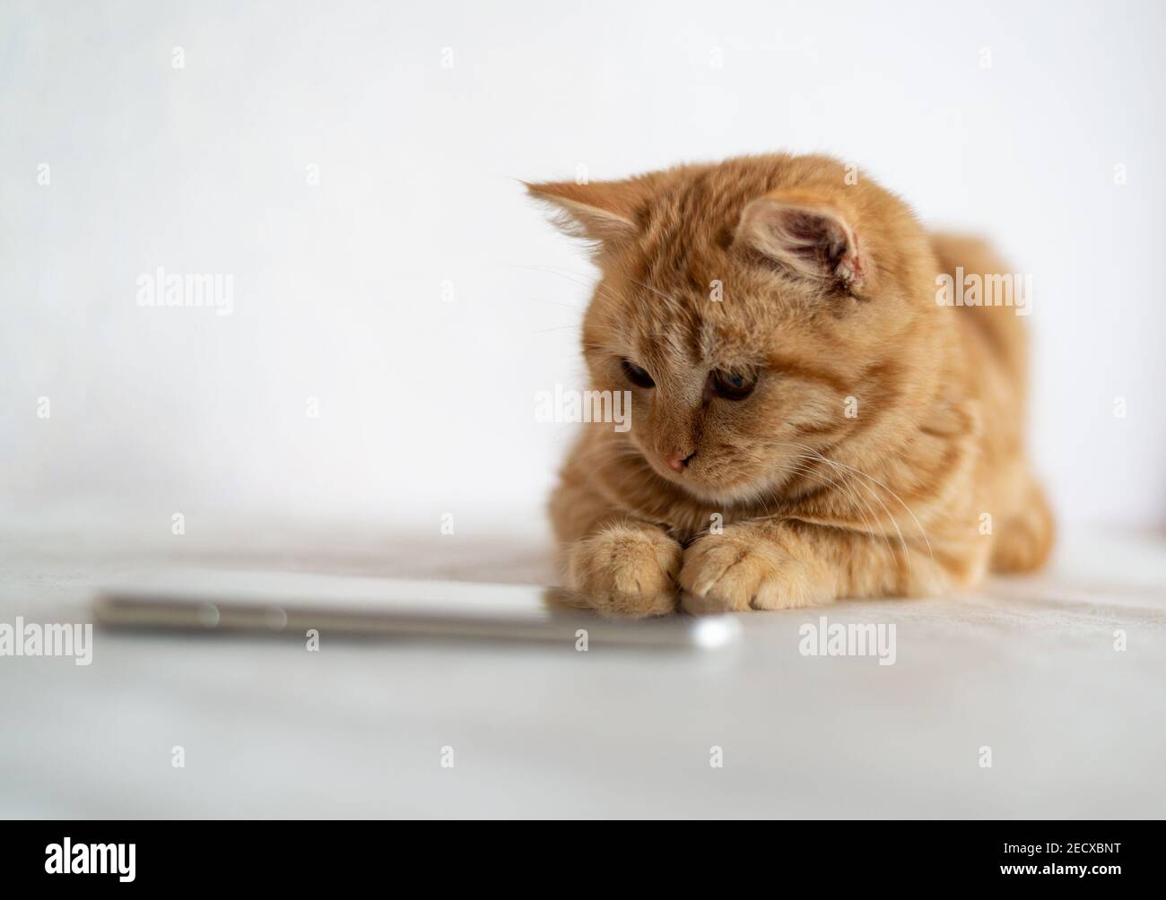 Un chaton au gingembre se trouve à côté d'un téléphone portable Banque D'Images