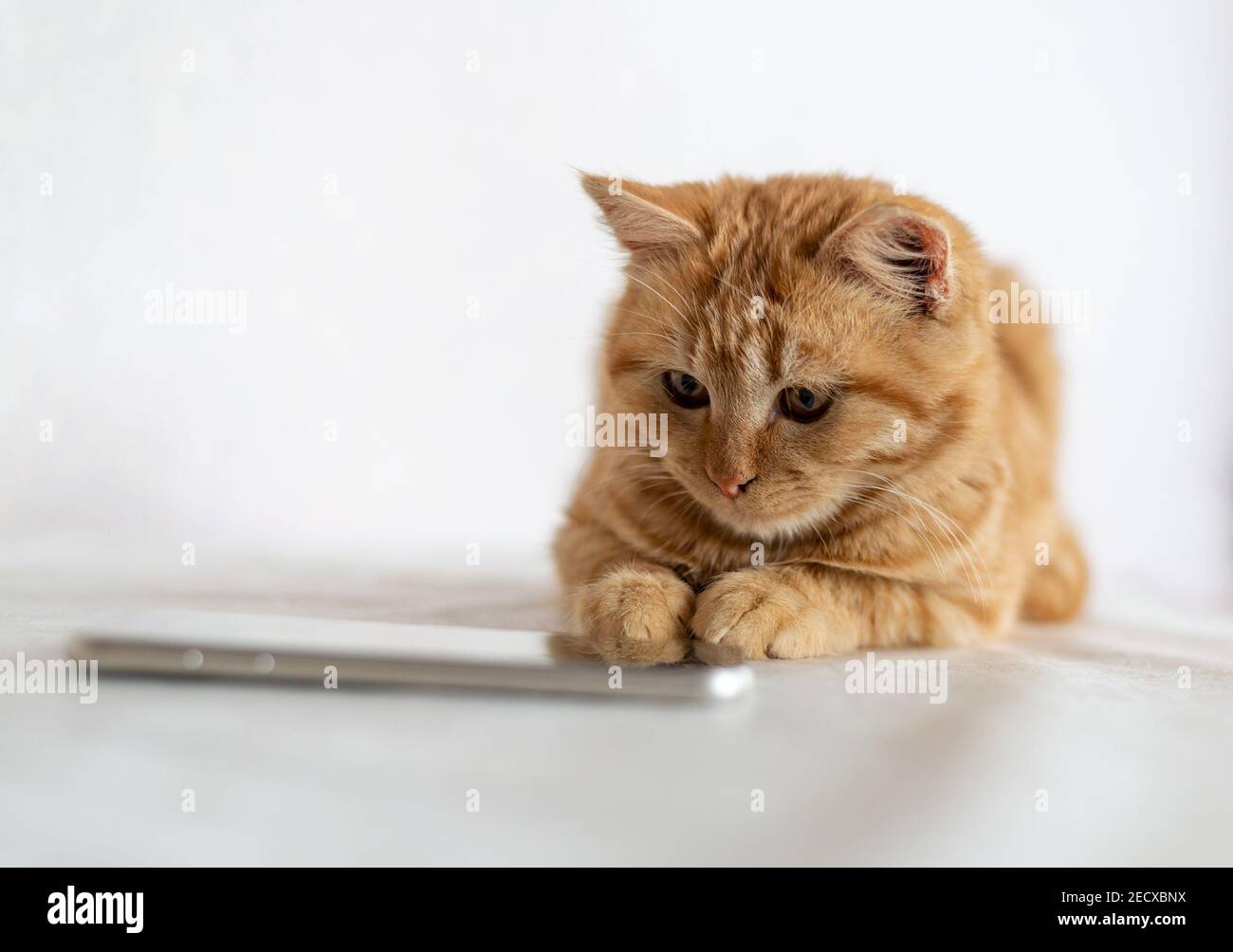 Un chaton au gingembre se trouve à côté d'un téléphone portable Banque D'Images