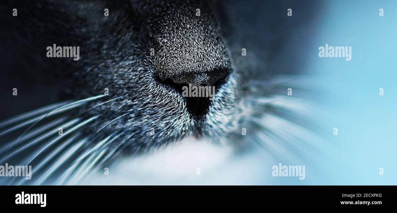 Nez noir d'un joli chat domestique gris moelleux avec un long gros plan de whiskers blancs. Macro. Le sens de l'odeur. Banque D'Images