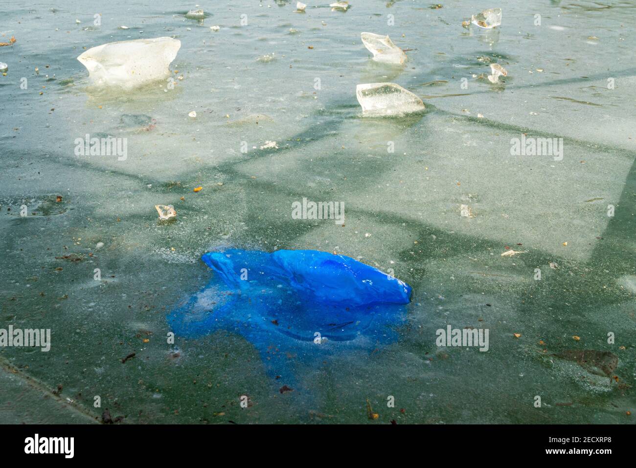 Un sac en plastique bleu ou un gant en latex qui touche la campagne et qui est congelé dans la glace d'un lac gelé, ce qui ajoute à la pollution de la région. ROYAUME-UNI. Banque D'Images