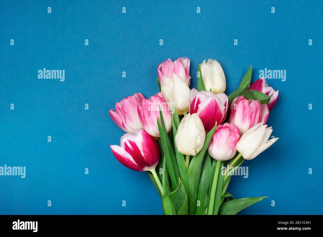Bouquet de tulipes de couleur rose et blanche sur fond bleu. Concept du printemps, Journée des femmes, Fête des mères, 8 mars, les voeux de vacances. Espace de copie, plan de travail. Banque D'Images