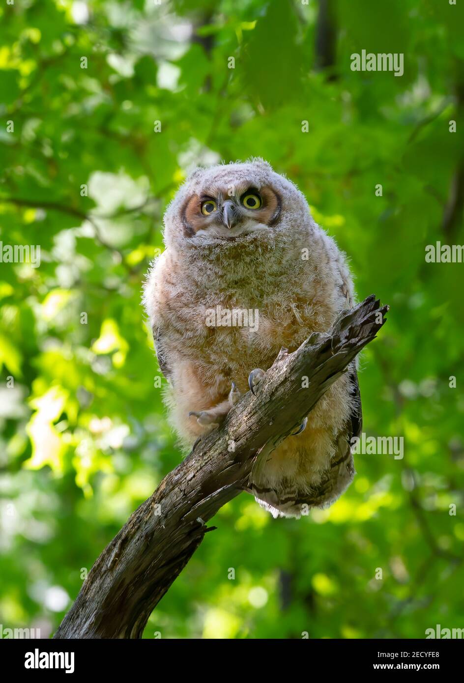 Grand Owlet à cornes perchée sur branche dans la forêt au printemps, Canada Banque D'Images