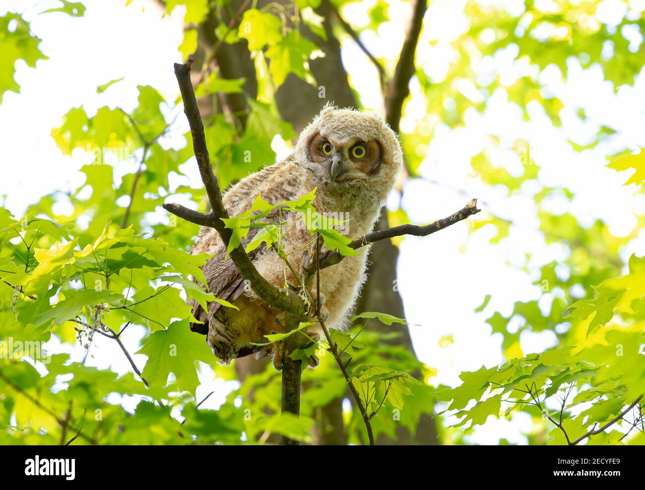 Grand Owlet à cornes perchée sur branche dans la forêt au printemps, Canada Banque D'Images