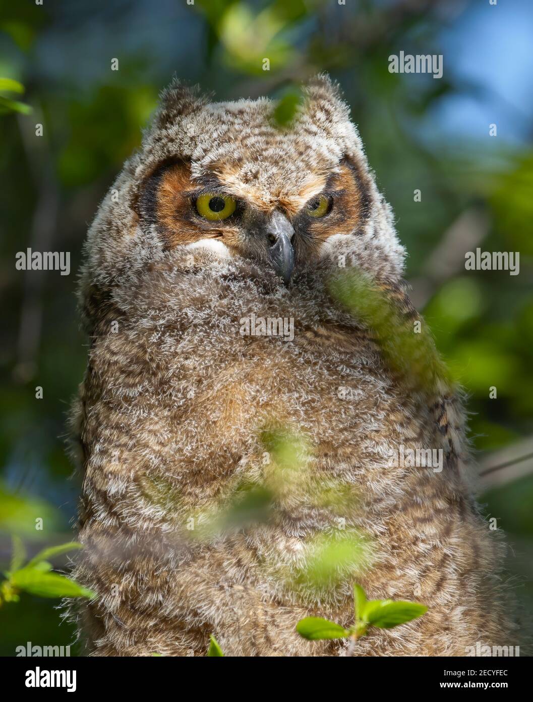 Grand Owlet à cornes perchée sur branche dans la forêt au printemps, Canada Banque D'Images