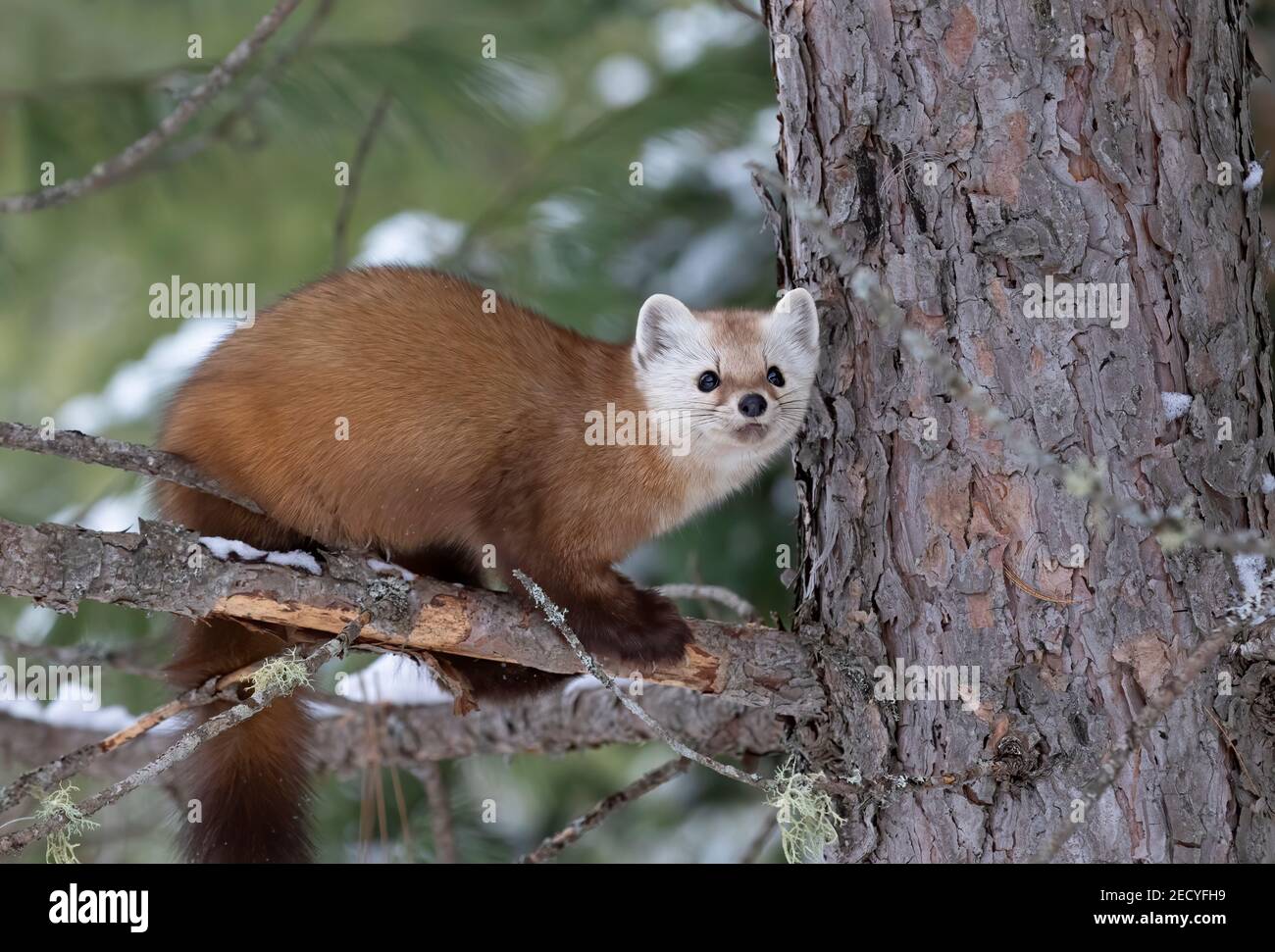 Marine de pin sur une branche d'arbres enneigés du parc Algonquin, Canada Banque D'Images