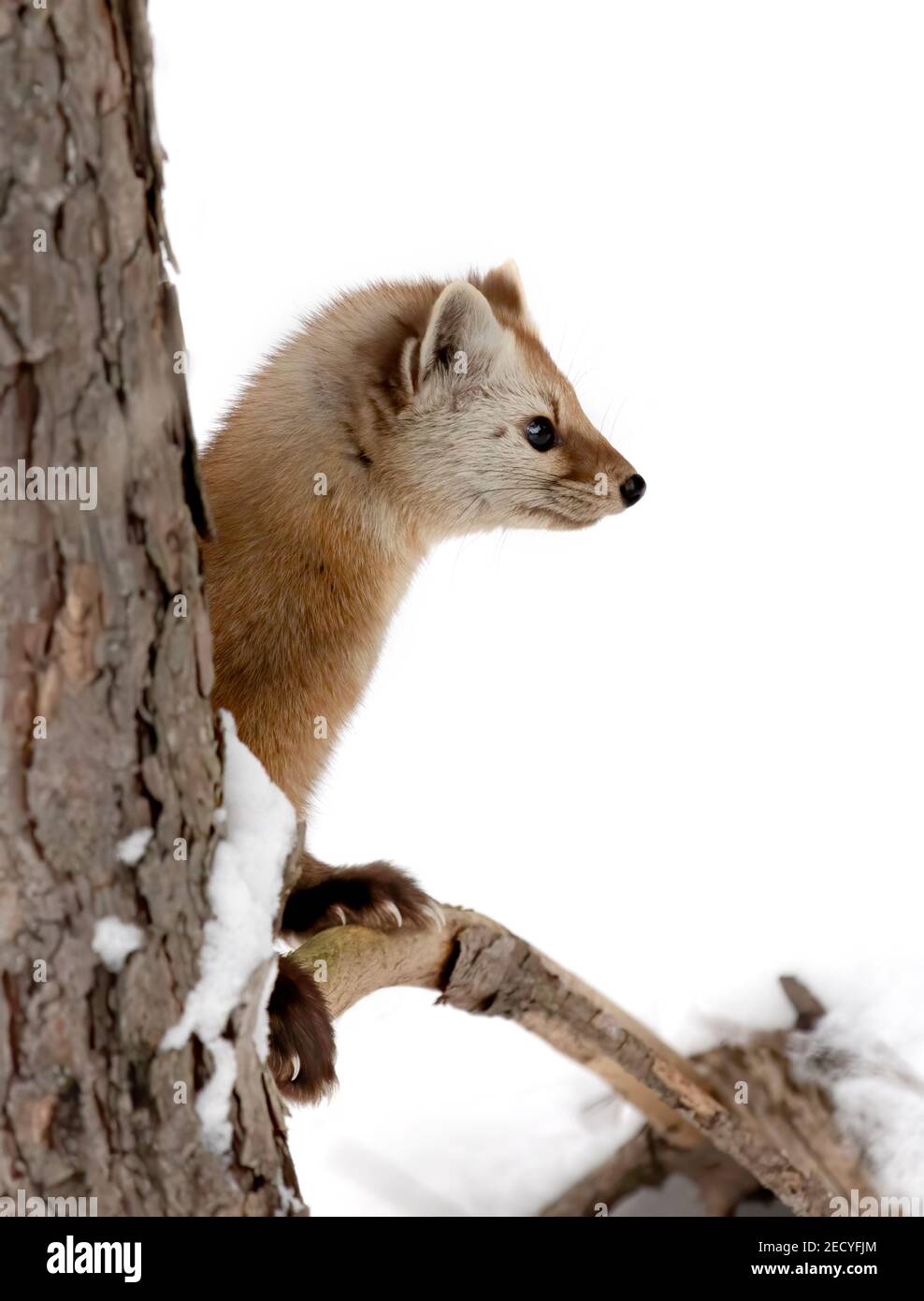 Marine de pin sur une branche d'arbres enneigés du parc Algonquin, Canada Banque D'Images