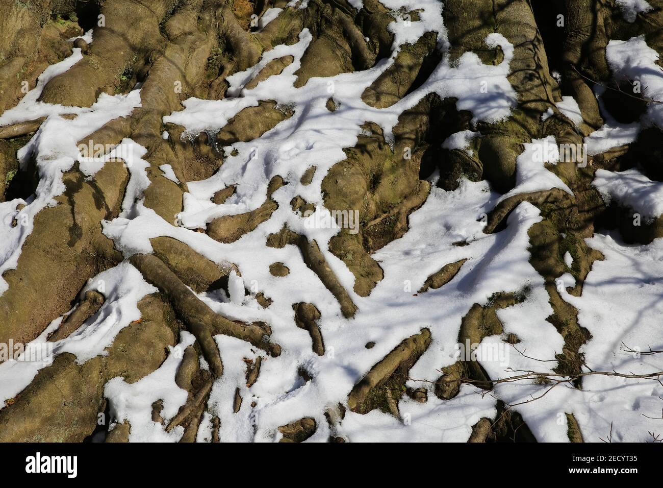 Gros plan de racines d'arbres isolées partiellement couvertes de neige et glace contre le ciel bleu dans la forêt allemande - naturel arrière-plan Banque D'Images
