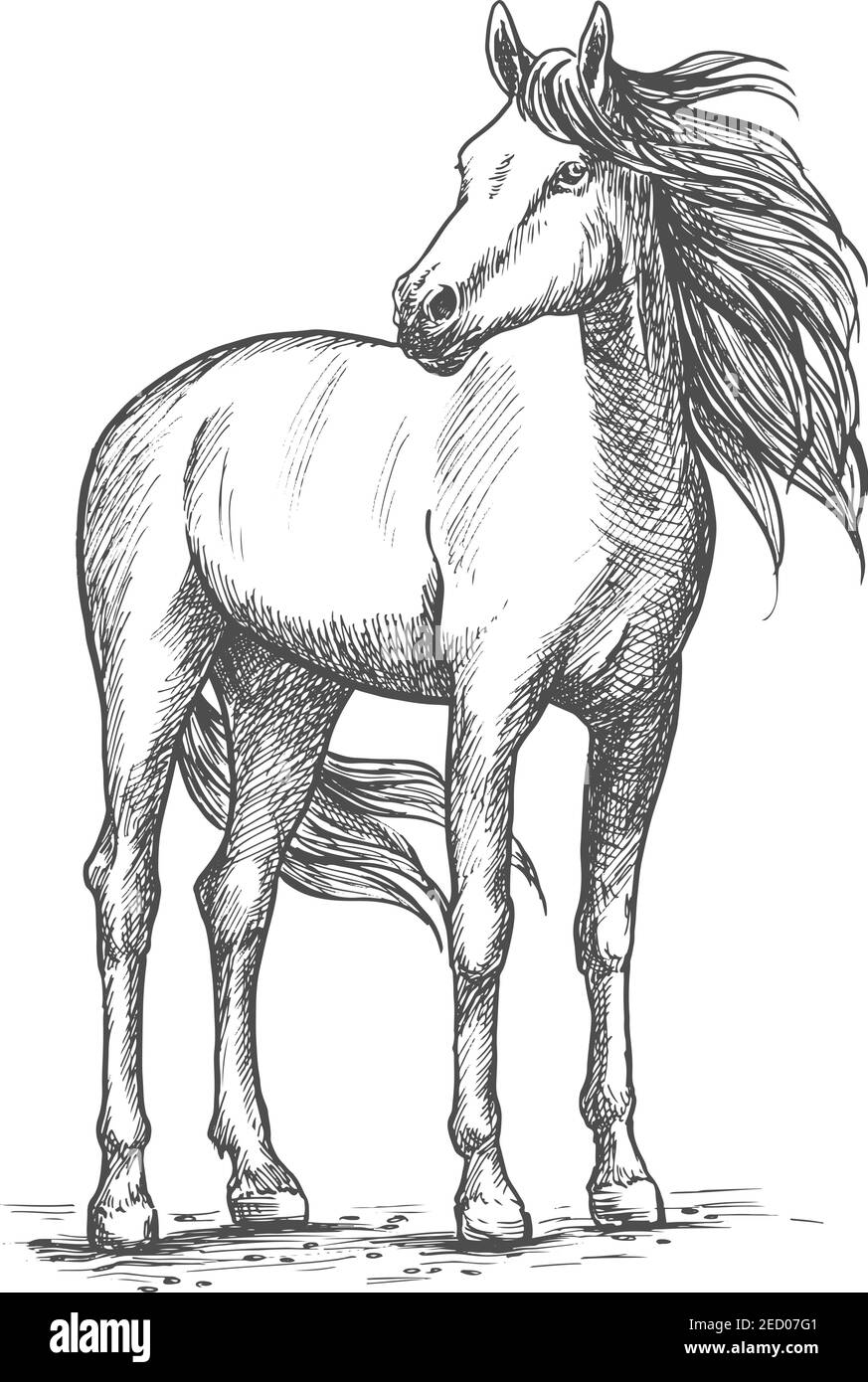 portrait de croquis cheval blanc mustang sauvage debout avec la tete tournee et regardant cote course vectoriel un look calme le vent dans manie coloriage licorne