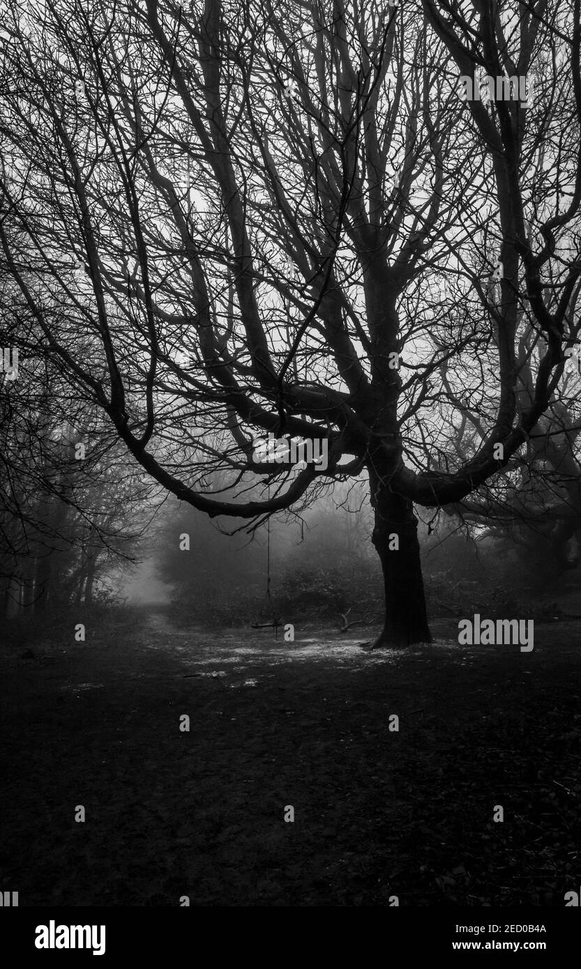 Arbre sombre dans une forêt brumeuse Banque D'Images