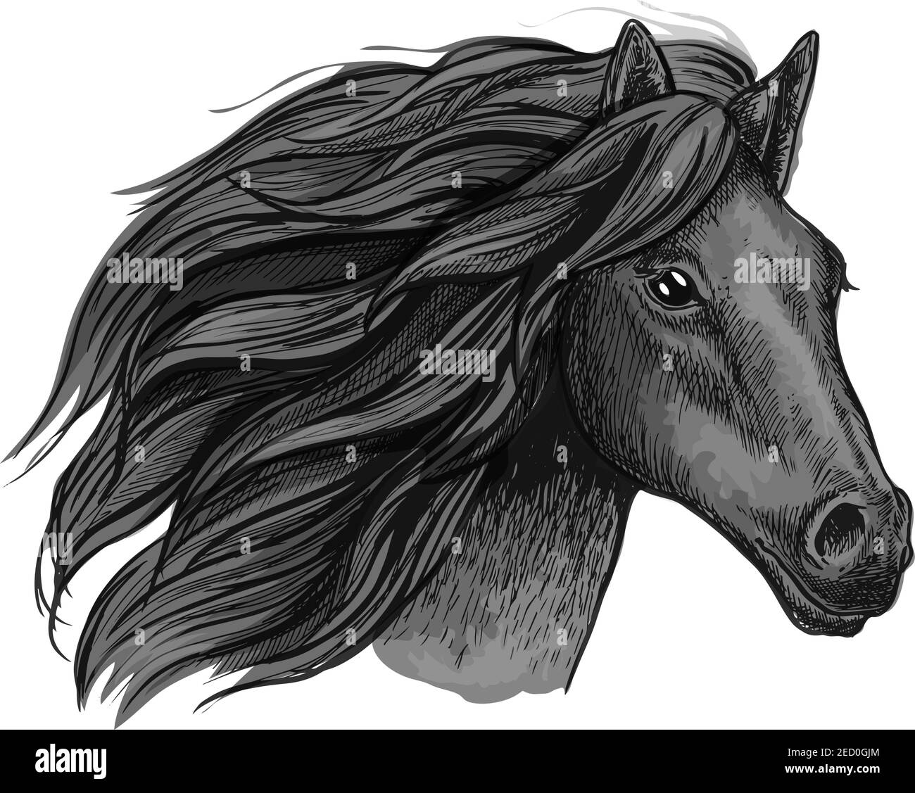 L'étalon noir corbeau s'enroule contre le vent. Portrait vectoriel de la tête de cheval avec un look affirmé et des poils ondulés Illustration de Vecteur