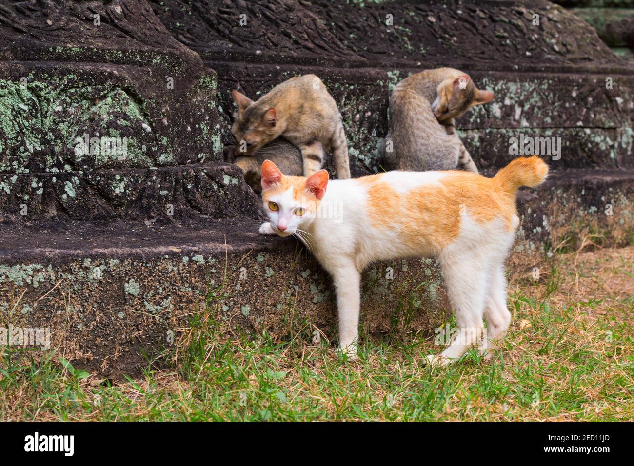 Famille de chats sur des pierres de temple anciennes. Chats bruns et jaunes dans l'ancien temple abandonné. Les chats sans-abri se cachent dans des pierres de mousse. Animaux du temple d'Angkor. OUI Banque D'Images