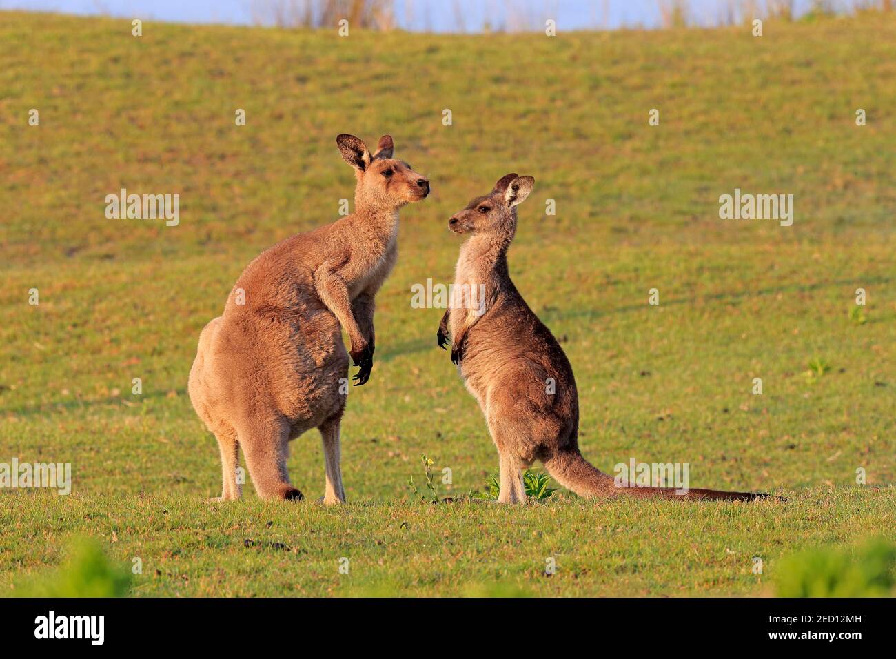 Kangourou gris de l'est (Macropus giganteus), adulte, paire, dans un pré, Maloney Beach, Nouvelle-Galles du Sud, Australie Banque D'Images