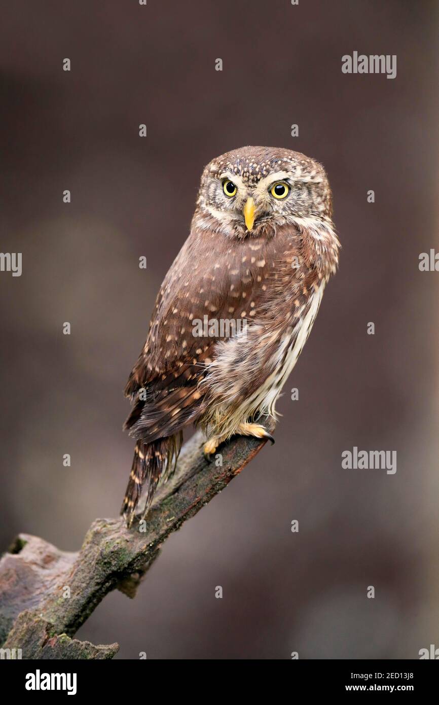 Hibou pygmée (Glaucidium passerinum), adulte, en attente, automne, vigilant, Forêt de Bohême, République tchèque Banque D'Images