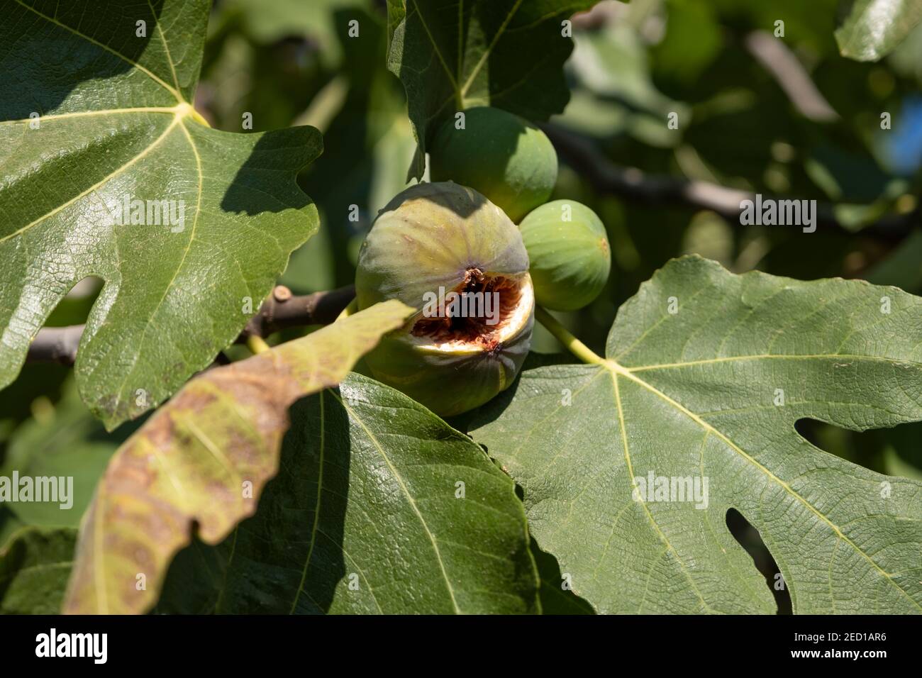 Fig poussant sur l'arbre au coucher du soleil Banque D'Images