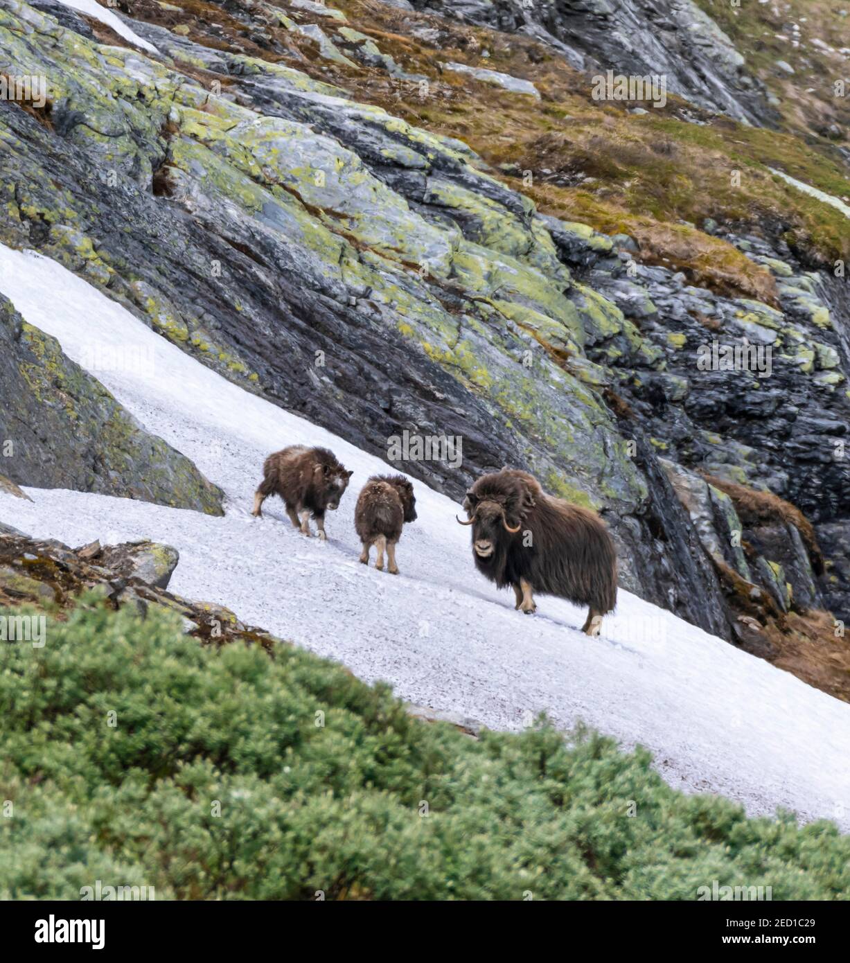 Bœuf musqué (Ovibos moschatus) avec deux jeunes animaux dans la toundra, parc national de Dovrefjell, Oppdal, Norvège Banque D'Images