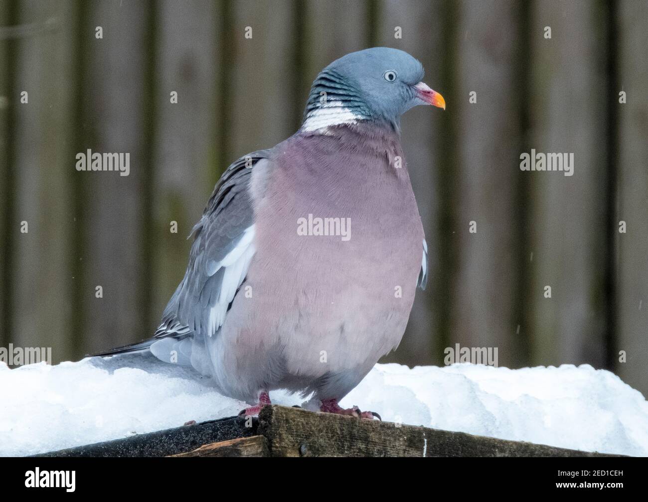 Un pigeon de bois (Palumbus de Columba) assis sur un abri de jardin en hiver, Lothian Ouest, Écosse Banque D'Images