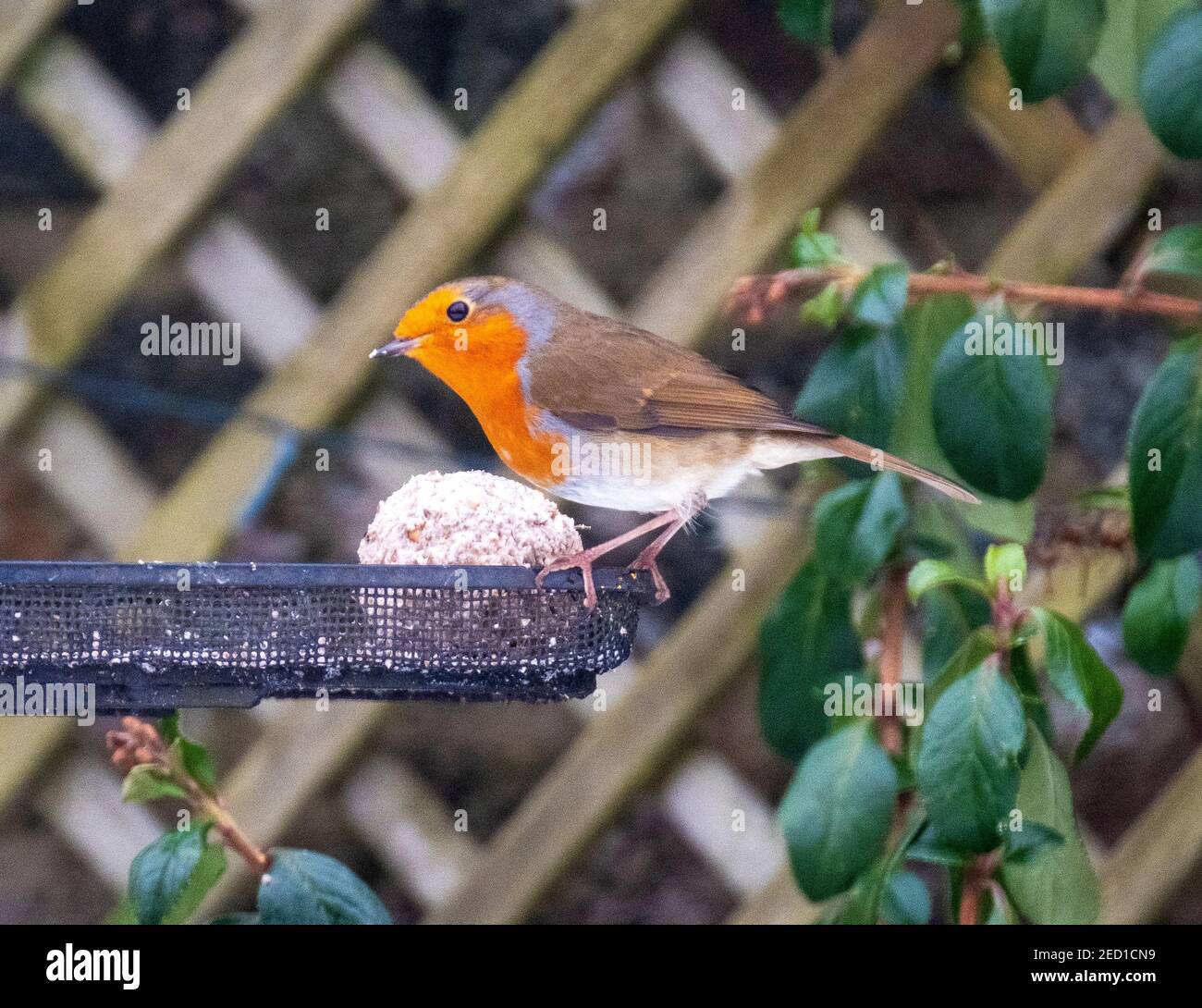 Robin ( erithacus rubecula ) perchée sur un mangeoire à oiseaux mangeant une balle de graisse, Lothian occidental, Écosse. Banque D'Images