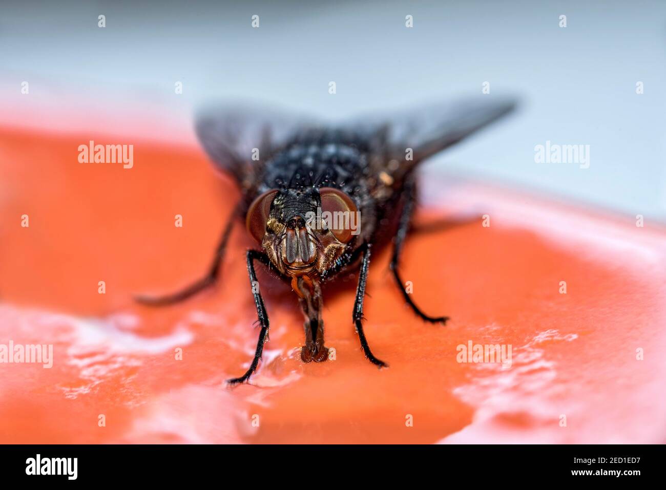 Mouche à mouches (Calliphoridae) se nourrissant des restes de nourriture sur une assiette, Hesse, Allemagne Banque D'Images