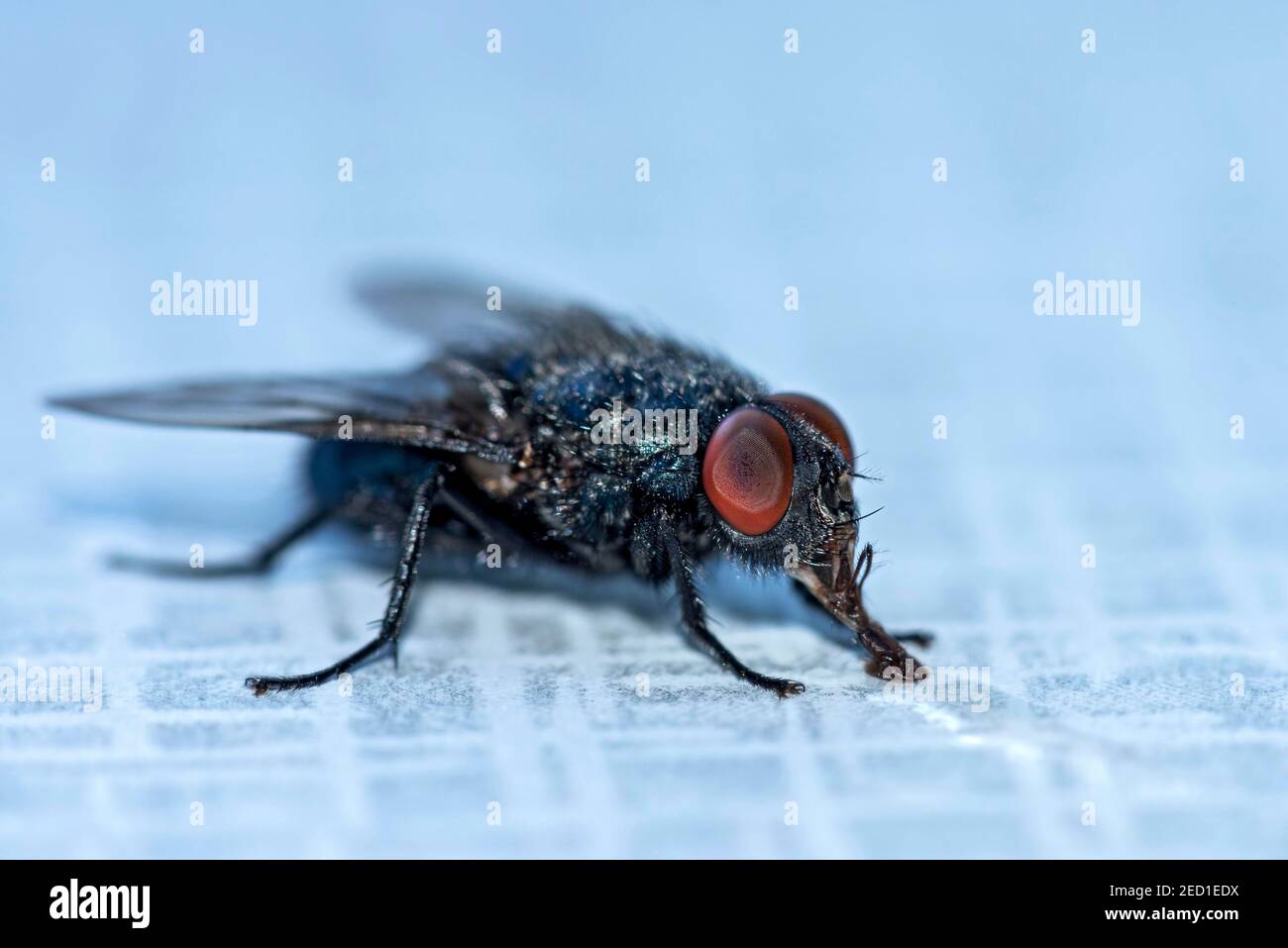 Soufflez de l'eau potable à la mouche (Calliphoridae) avec le proboscis sur une table, Hesse, Allemagne Banque D'Images