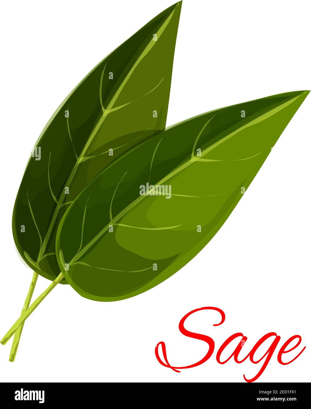 Feuilles de sauge. Icône d'herbes aromatiques à épices isolées de vecteur. Emblème vectoriel de feuille de sauge verte pour condiment culinaire, ingrédient de cuisine, étiquette d'emballage, l Illustration de Vecteur