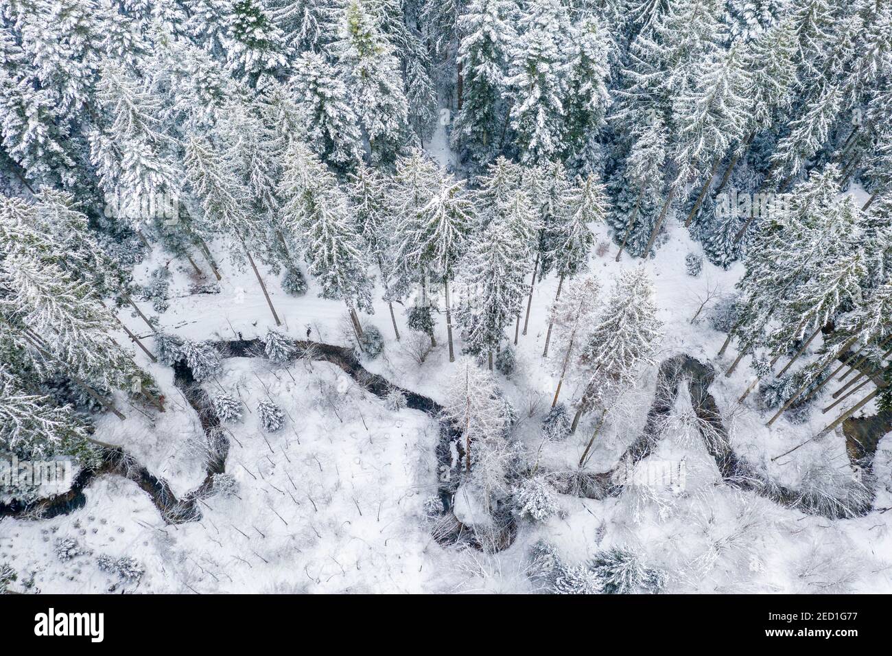 Image de drone, hiver dans la forêt souabe, ruisseau de méandres, forêt mixte, Bade-Wurtemberg, Allemagne Banque D'Images