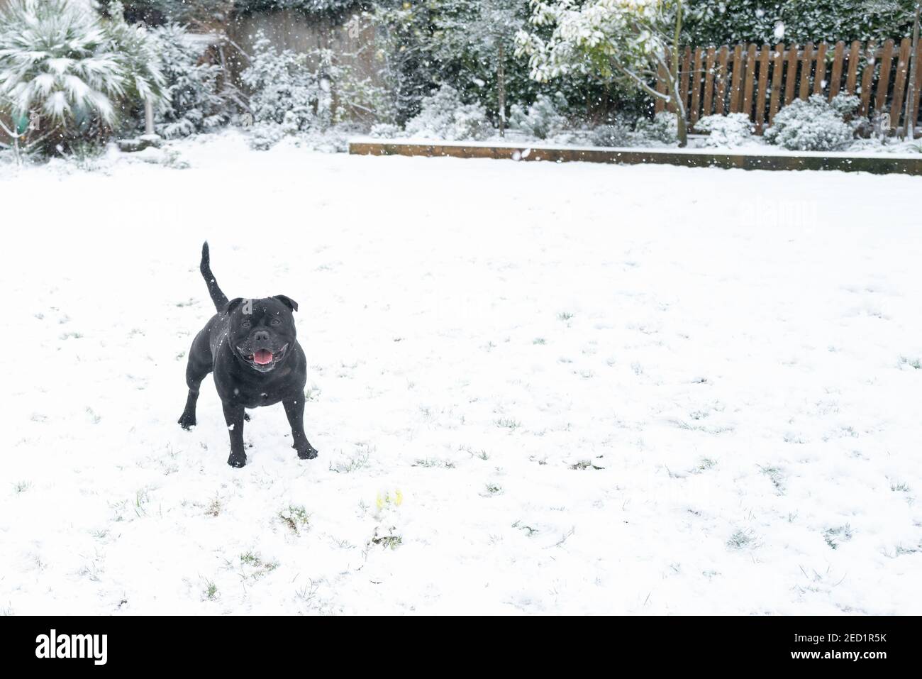 Staffordshire Bull Terrier chien debout dans la neige dans un jardin arrière. Il regarde la caméra en souriant. Banque D'Images