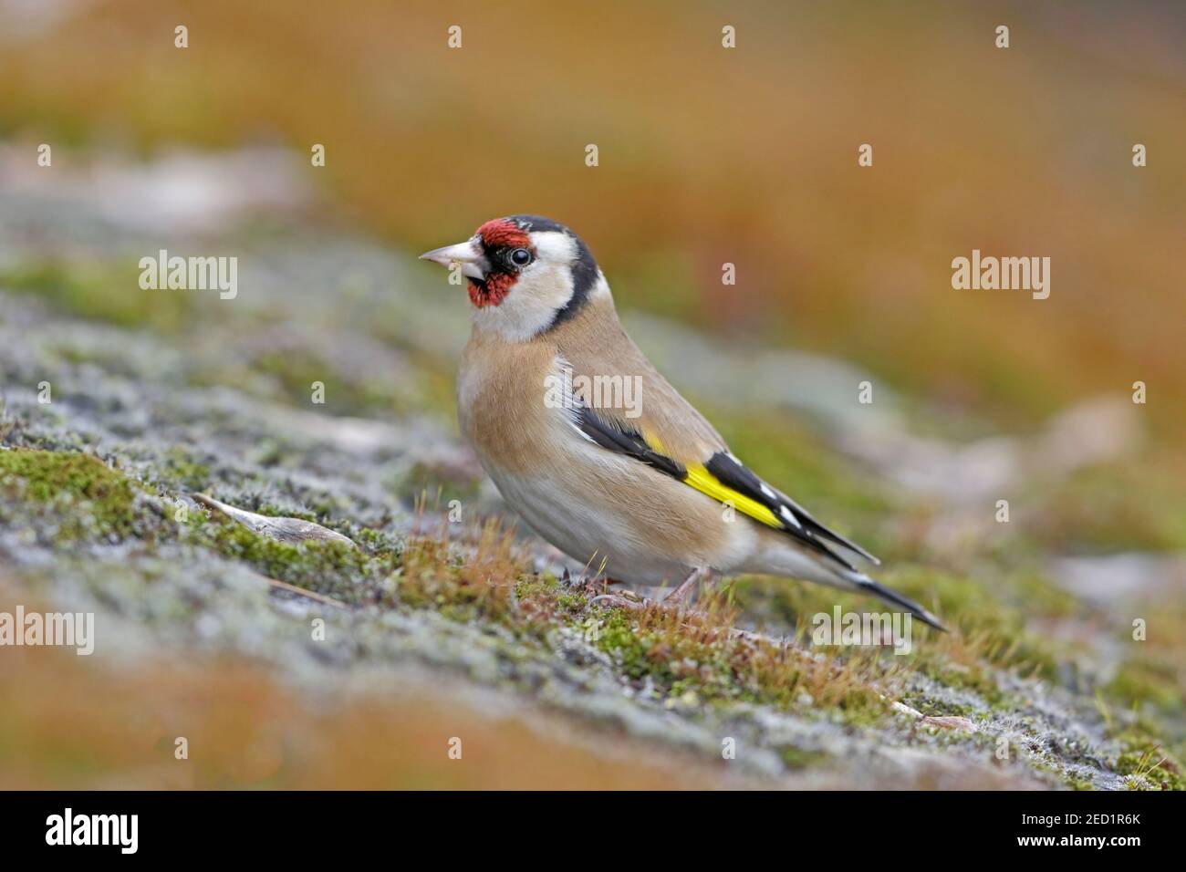 Forêt européenne de Goldfinch de Dean Royaume-Uni Banque D'Images Forêt européenne de Goldfinch de Dean Royaume-Uni Banque D'Images