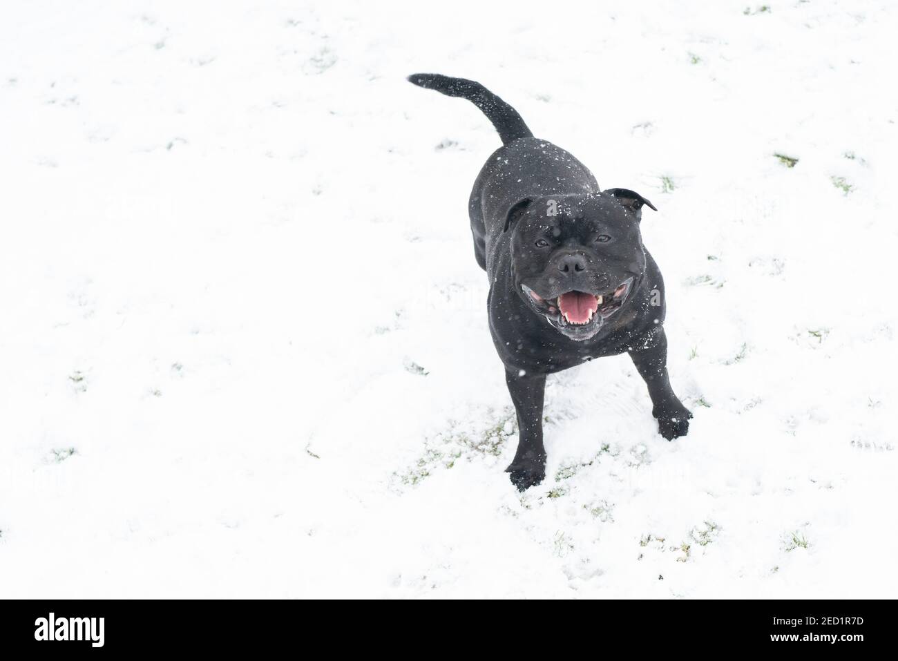 Staffordshire Bull Terrier chien debout dans la neige pendant qu'il neige. Il regarde la caméra en souriant. Il y a de l'espace de copie Banque D'Images
