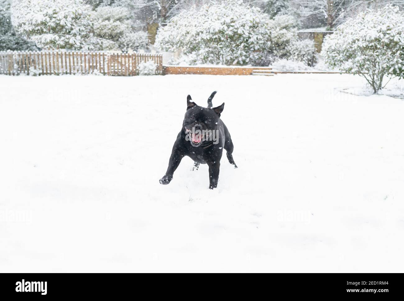 Très heureux sourire Staffordshire Bull Terrier chien courant dans la neige pendant qu'il neige. Il regarde la caméra. Banque D'Images