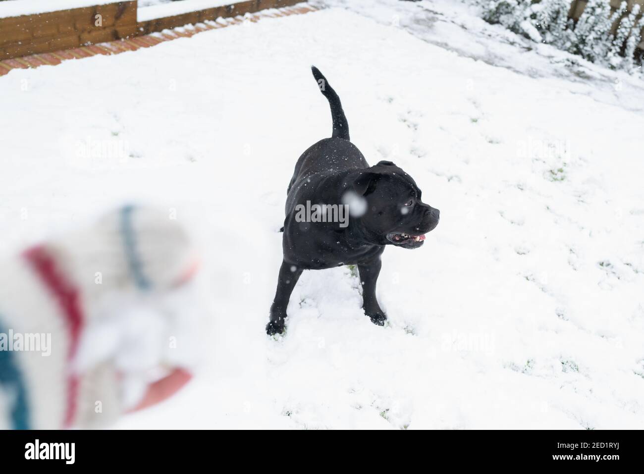 Staffordshire Bull Terrier jouant dans la neige dans un jardin à l'arrière. Au premier plan, il y a une main dans une mitaine avec une boule de neige. Banque D'Images