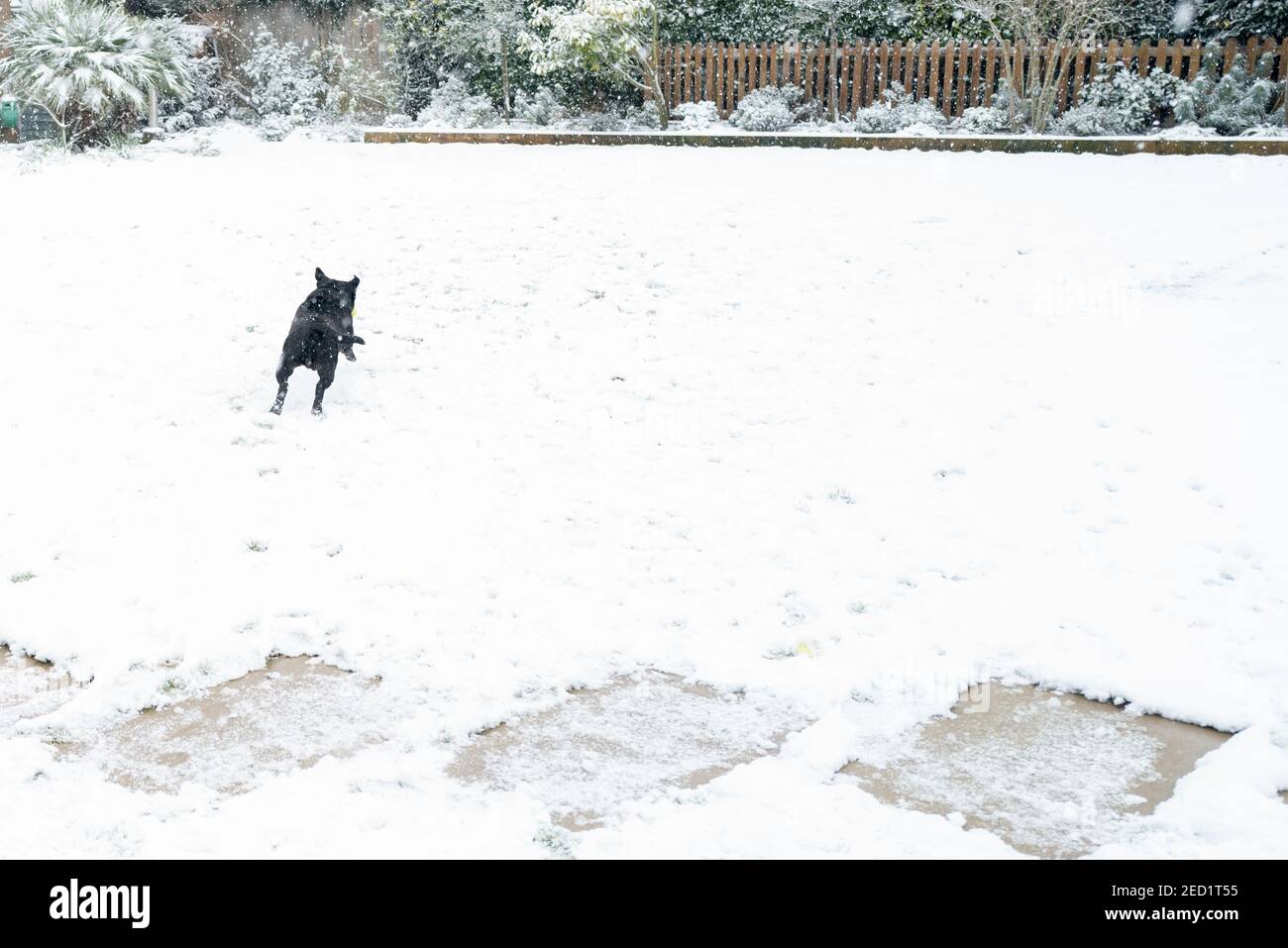 Staffordshire Bull Terrier jouant dans la neige dans un jardin à l'arrière. Il chasse les balles de tennis. Il y a de l'espace de copie Banque D'Images