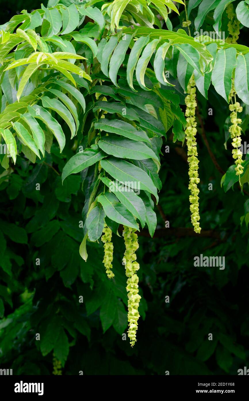 Fruits de pterocarya fraxinifolia Banque de photographies et d’images à ...