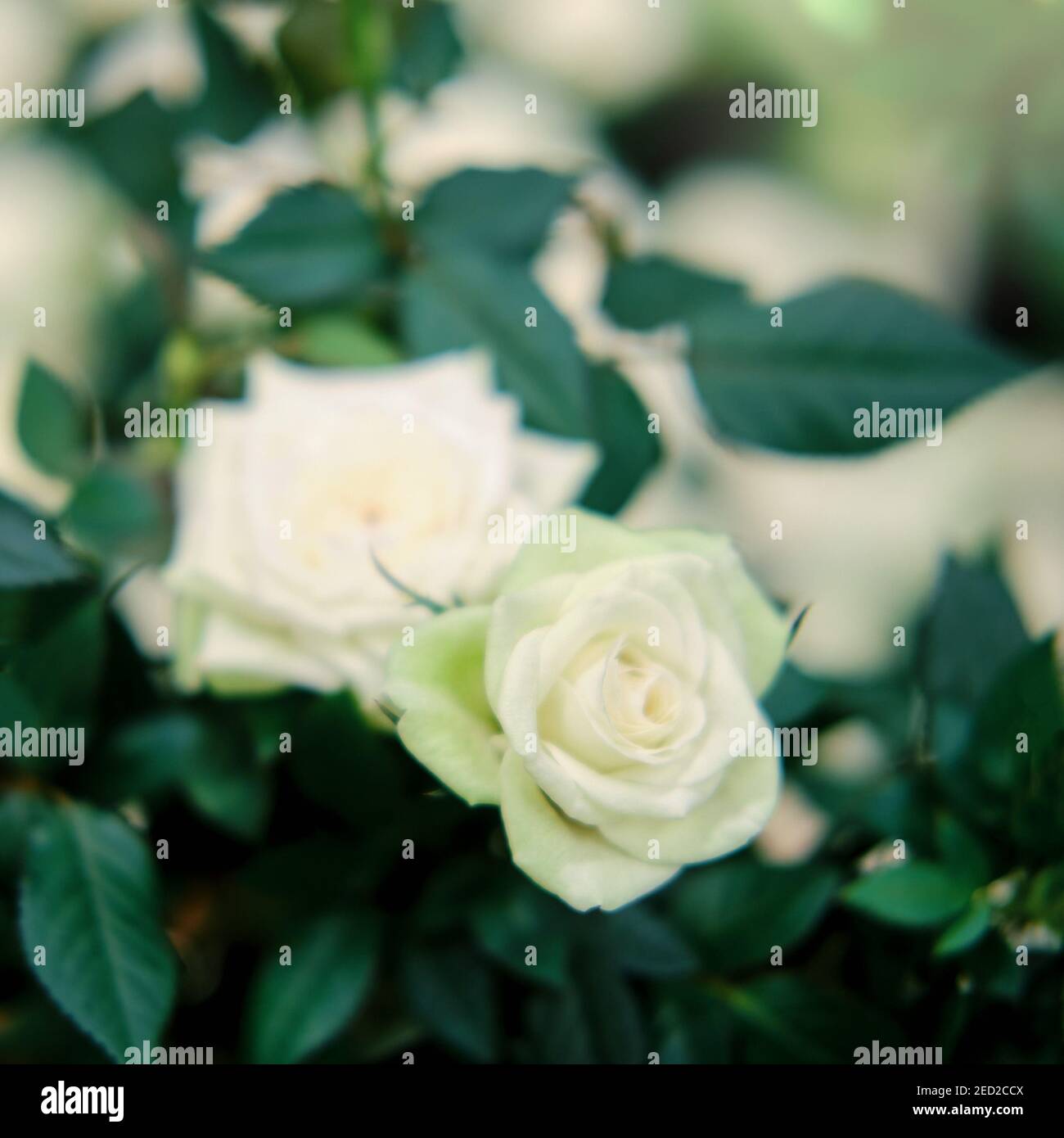 Culture d'une rose blanche dans une serre pour la vente dans des pots de  fleurs, l'espace de copie Photo Stock - Alamy