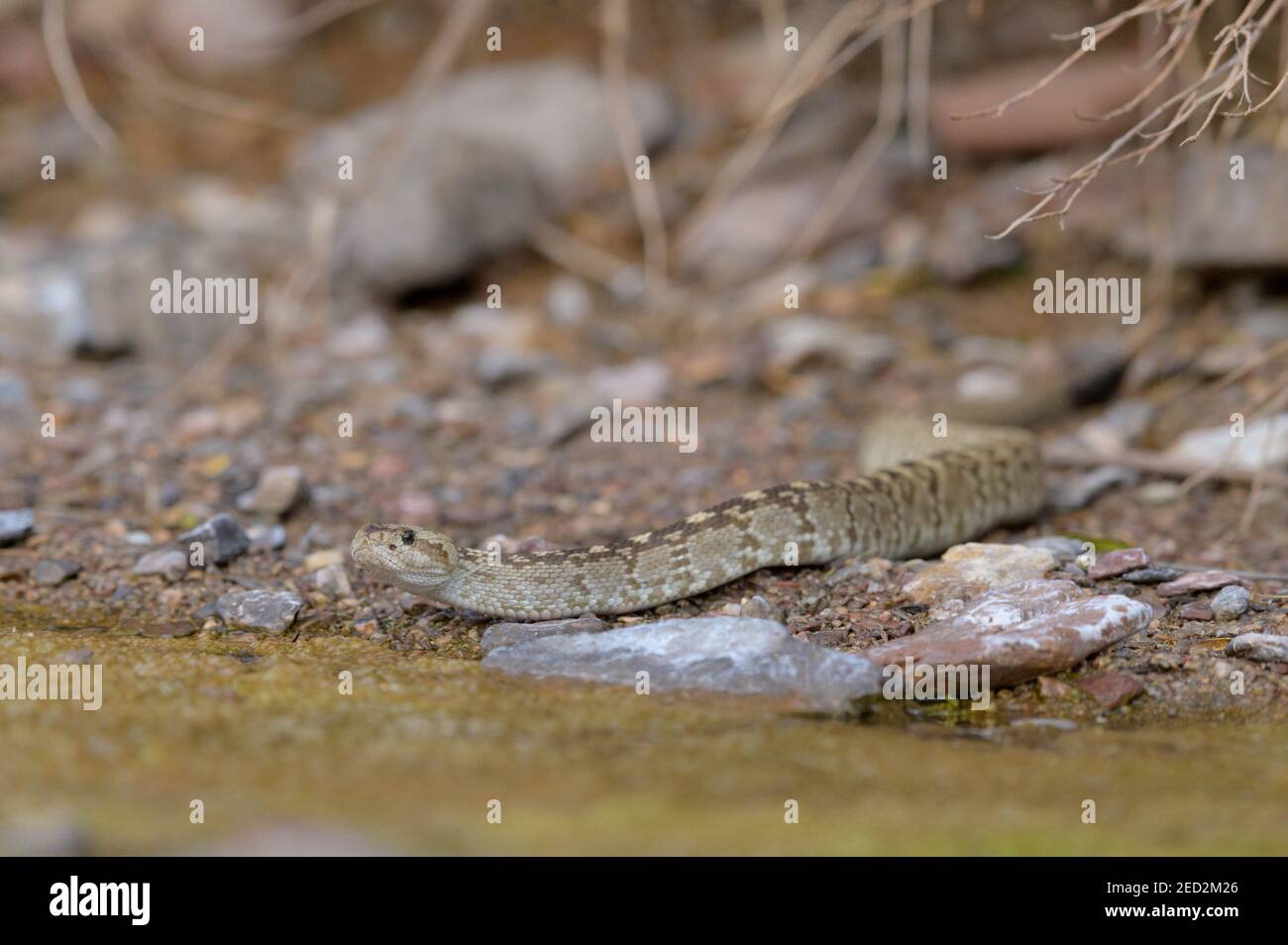 Rattlesnake à queue noire de l'est, (Crotalus ornatus), Quebradas Backcountry Byway, comté de Socorro, Nouveau-Mexique, ÉTATS-UNIS. Banque D'Images
