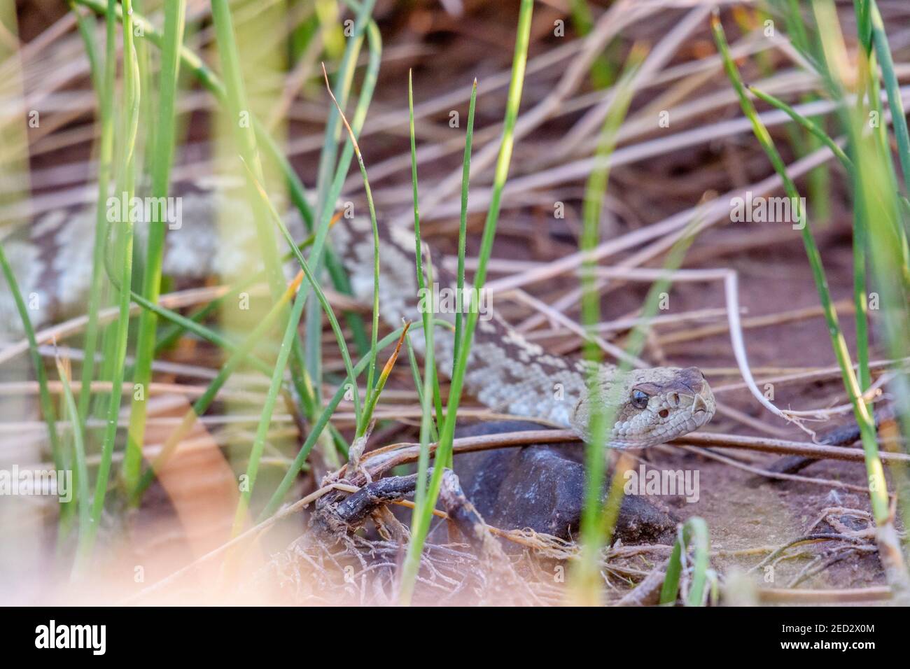 Rattlesnake à queue noire de l'est, (Crotalus ornatus), Quebradas Backcountry Byway, comté de Socorro, Nouveau-Mexique, ÉTATS-UNIS. Banque D'Images