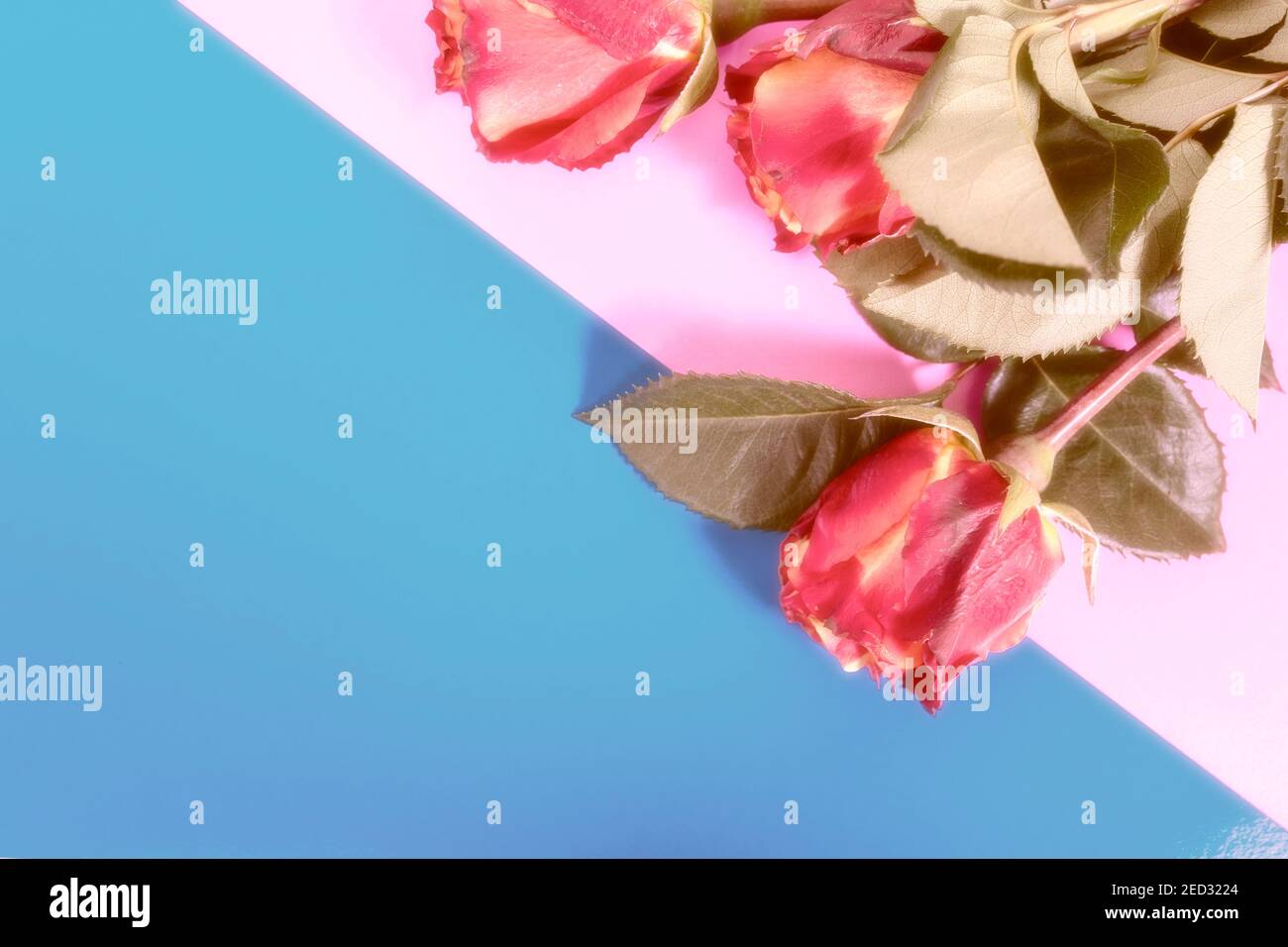 arrangement de fleurs roses teintées et floues sur fond gris et rose avec espace de copie. mise au point sélective, faible contraste Banque D'Images