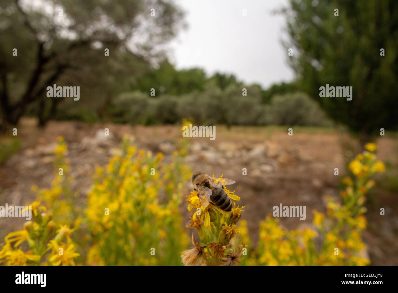 Abeille volante collectant le pollen à la fleur jaune. Abeille survolant la fleur jaune. Banque D'Images