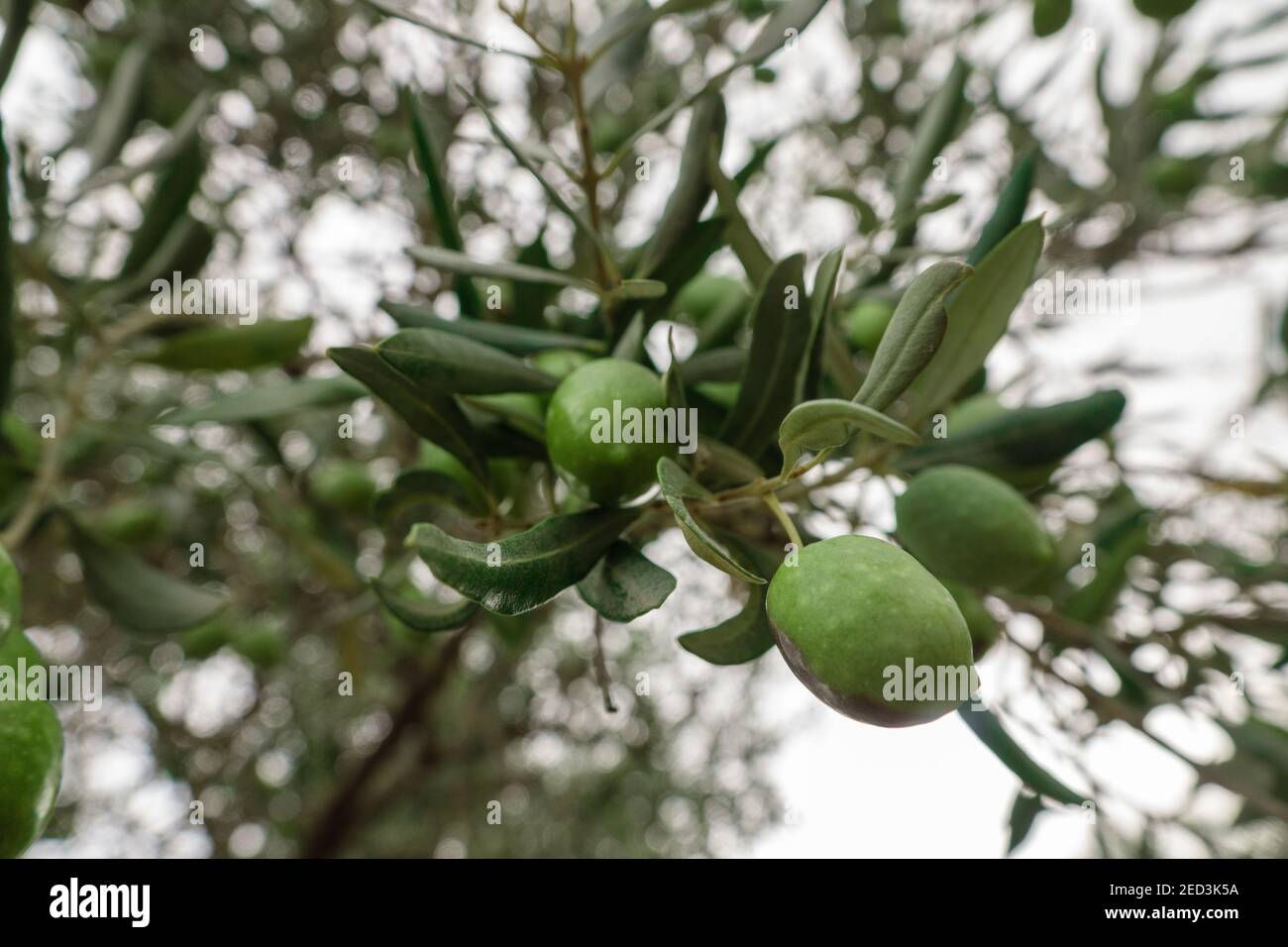 Olives vertes brutes poussant dans l'olivier dans la plantation méditerranéenne Banque D'Images