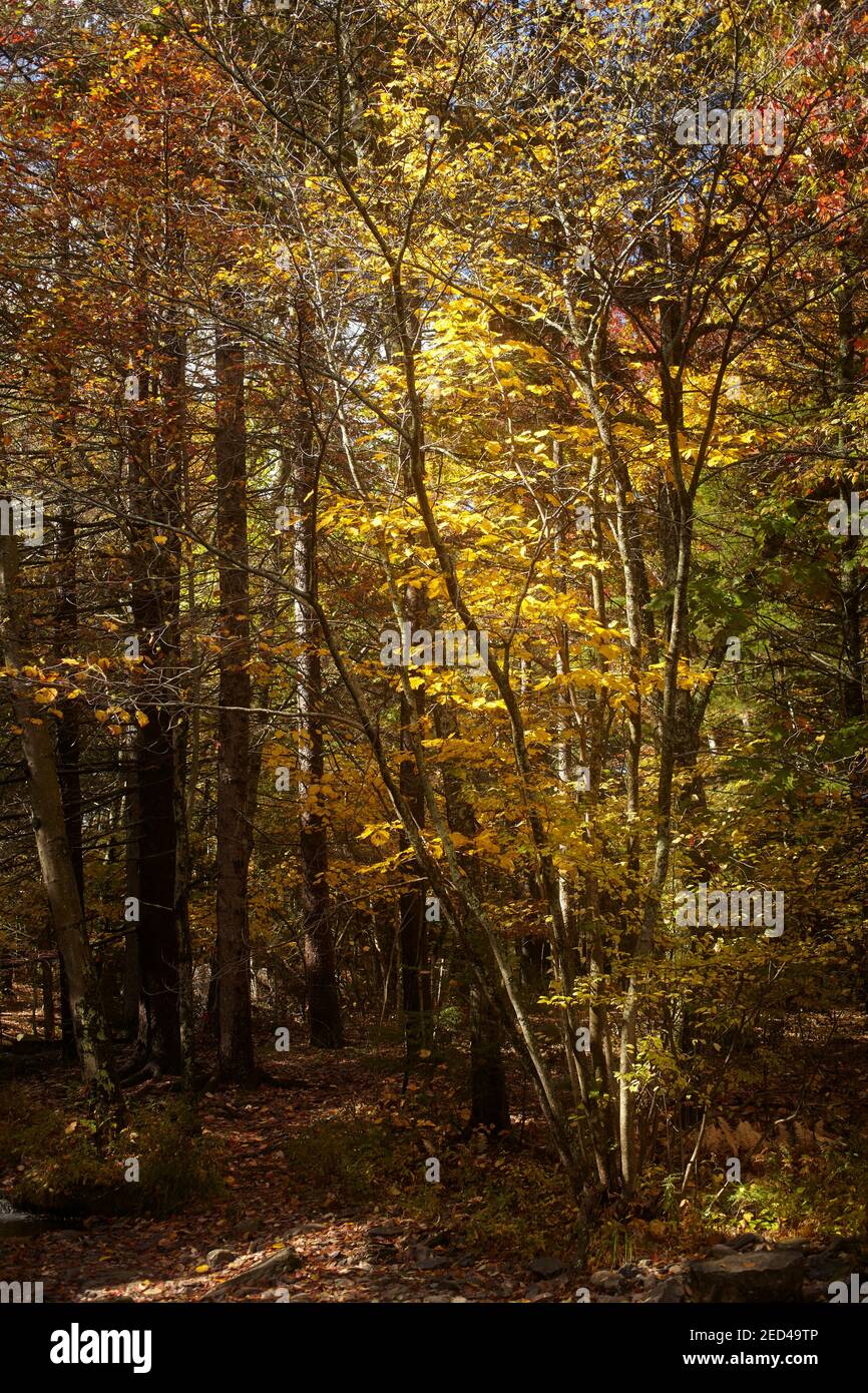 Scène de forêt d'automne, Pocono Mountains, Pennsylvanie, États-Unis Banque D'Images