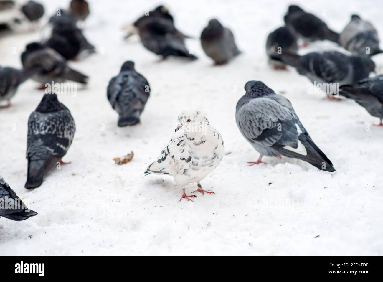 Les pigeons sont assis sur la neige blanche en hiver Banque D'Images