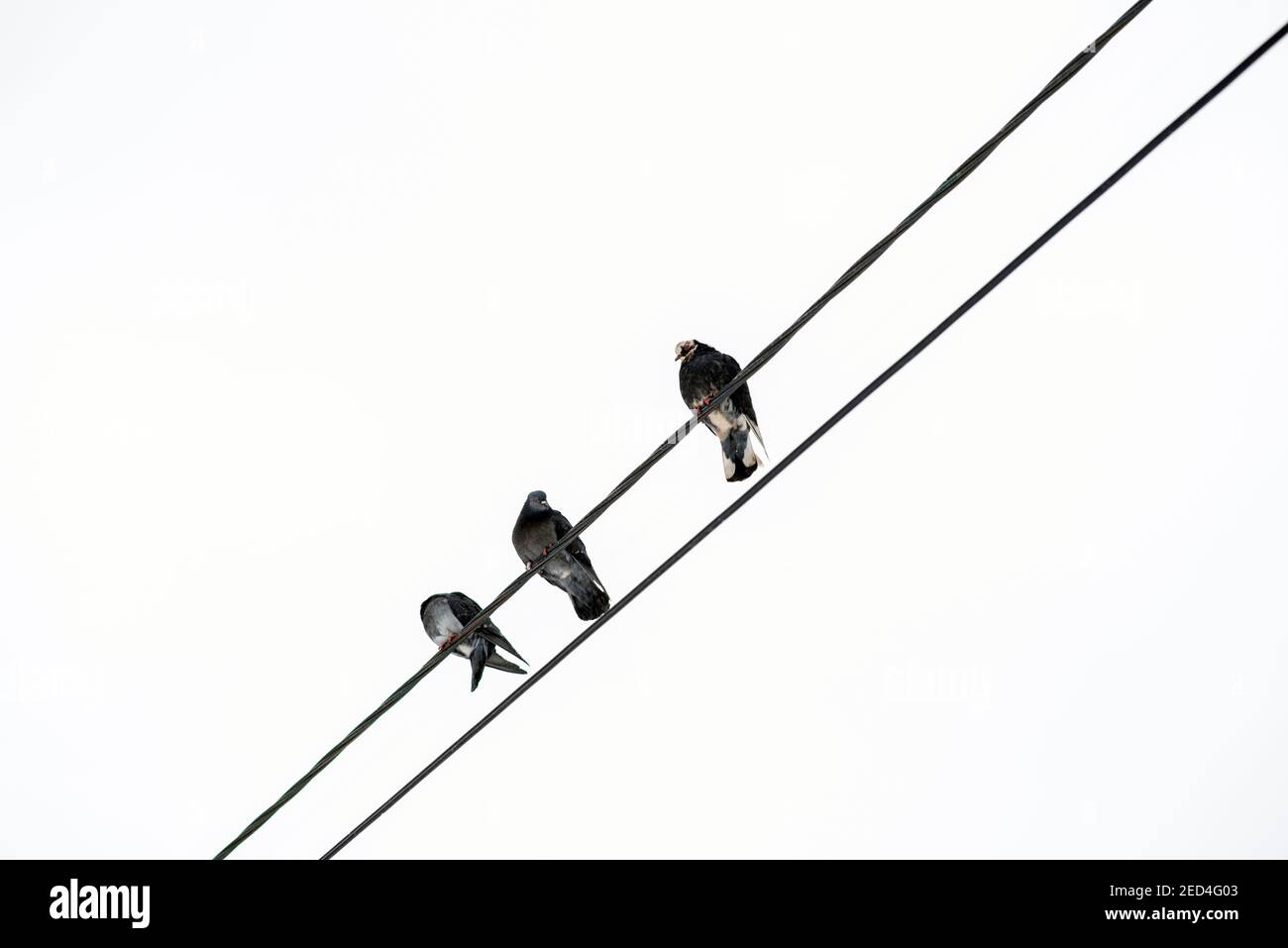 Les pigeons sont installés sur des lignes électriques Banque D'Images