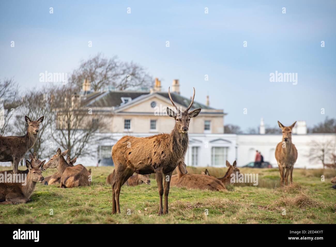 Deer se rassemblent à l'extérieur de White Lodge dans Richmond Park Banque D'Images