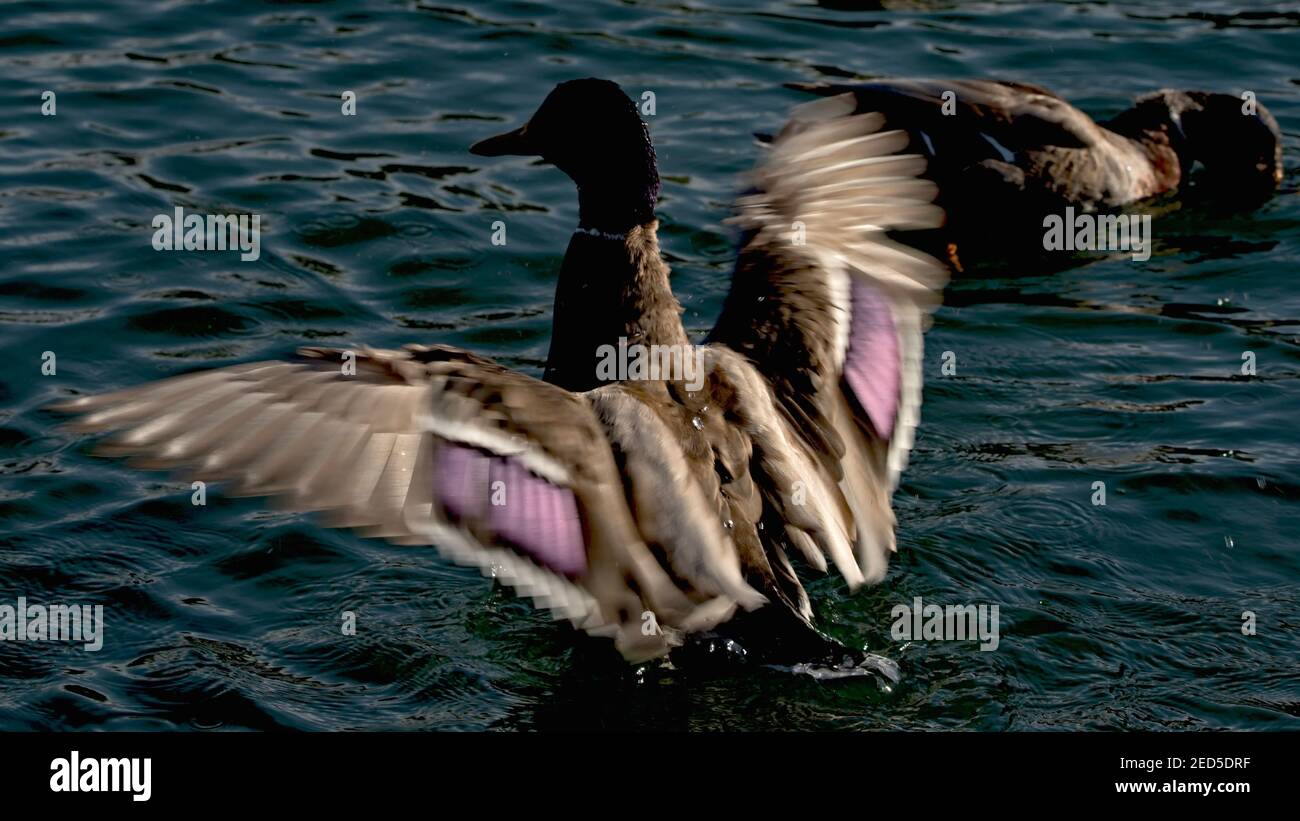 Un gros canard sur le point de voler avec son aile étendue sortie Banque D'Images