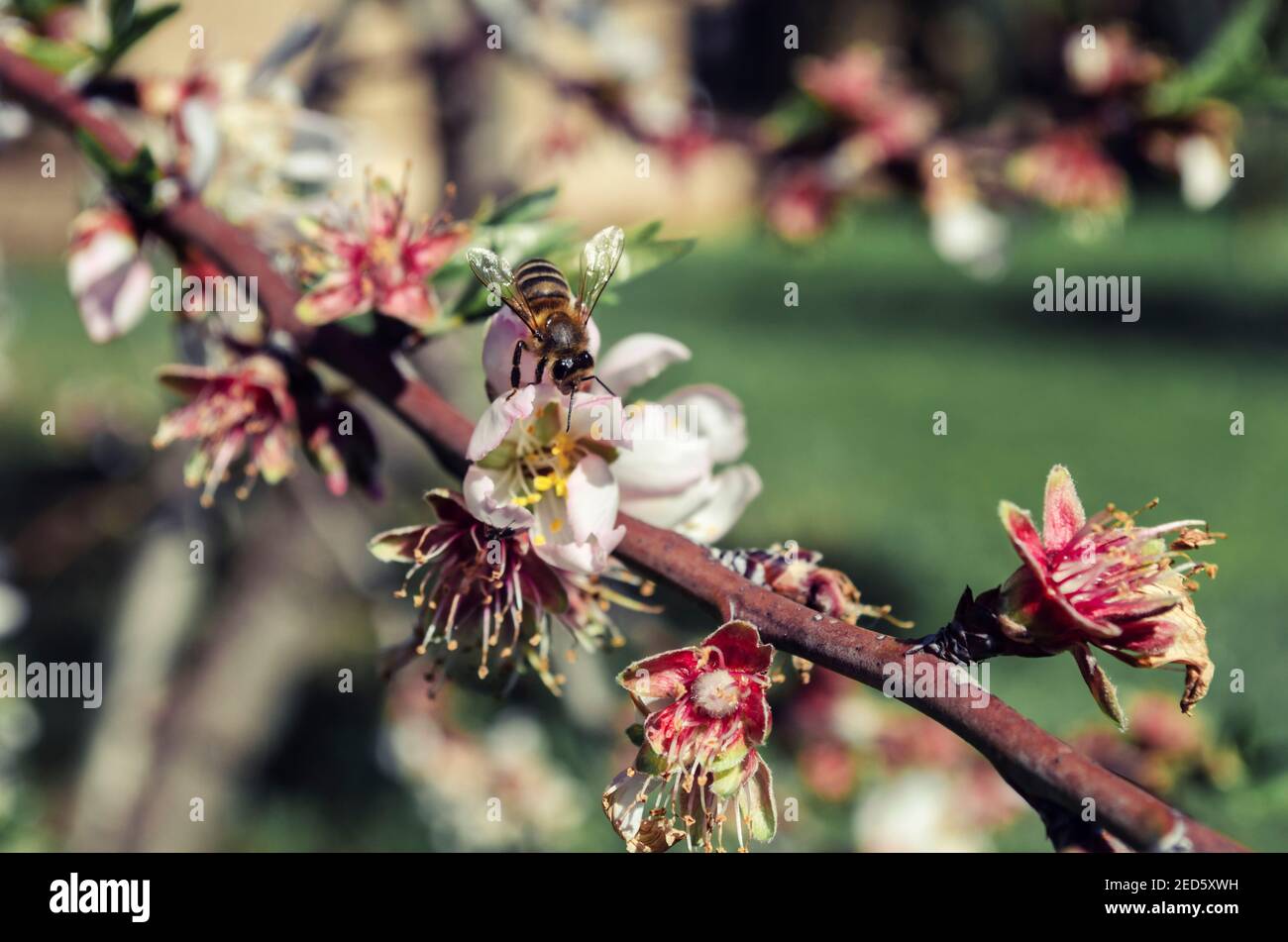 Accent sélectif sur une abeille pollinisant un amande Banque D'Images
