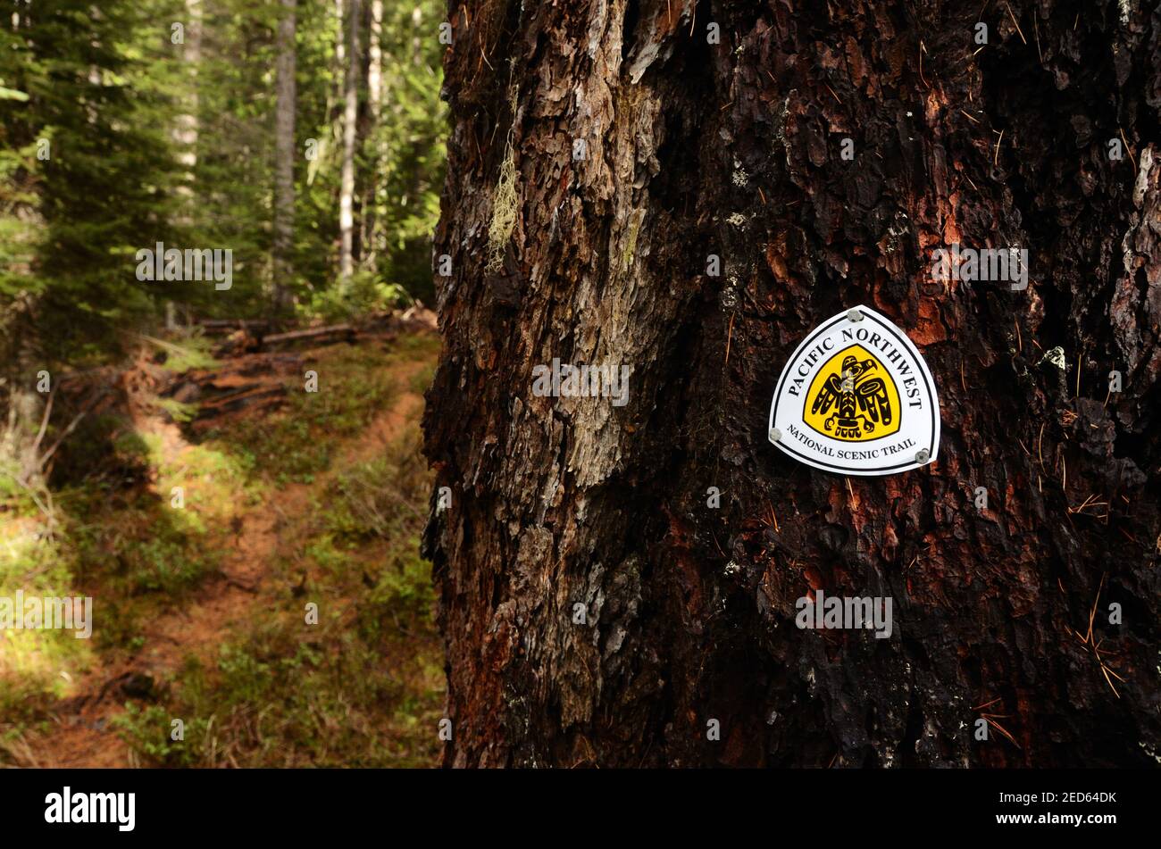 Pacific Northwest Trail marque sur un mélèze de l'Ouest de croissance ancienne. Forêt nationale de Kootenai, vallée de Yaak, Montana. (Photo de Randy Beacham) Banque D'Images