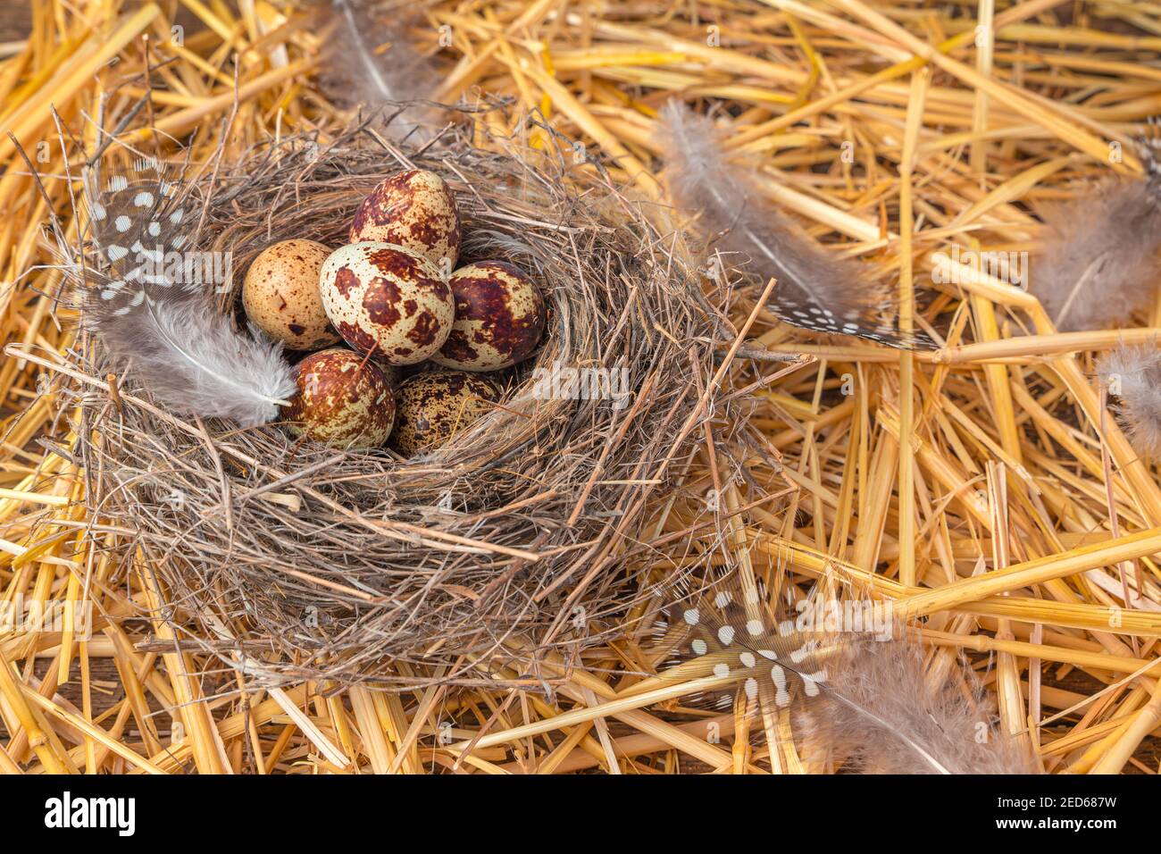 Caille les oeufs dans un nid sur la paille jaune avec des plumes. Banque D'Images