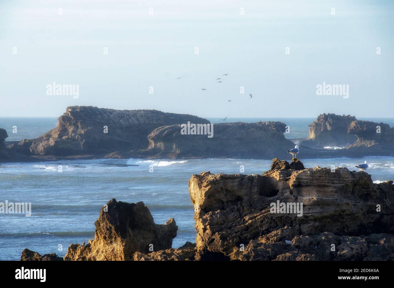 deux oiseaux assis sur un rocher près de l'océan Banque D'Images