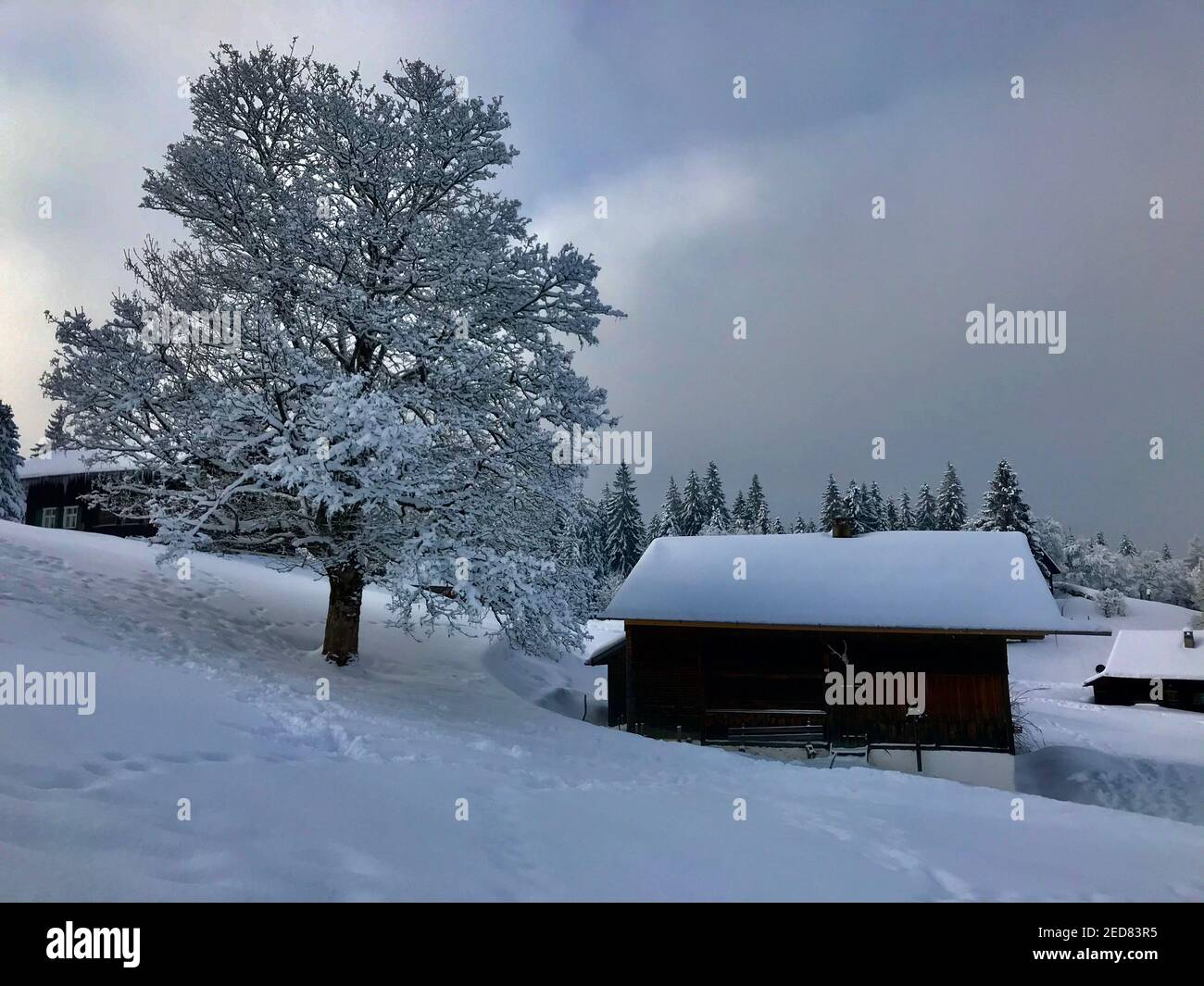 maison de vacances avec un seul arbre neigeux, un merveilleux pays d'hiver. Les cabanes en bois se trouvent sur la piste de ski fraîchement enneigée. magic Travel Bödele Dornbirn Banque D'Images